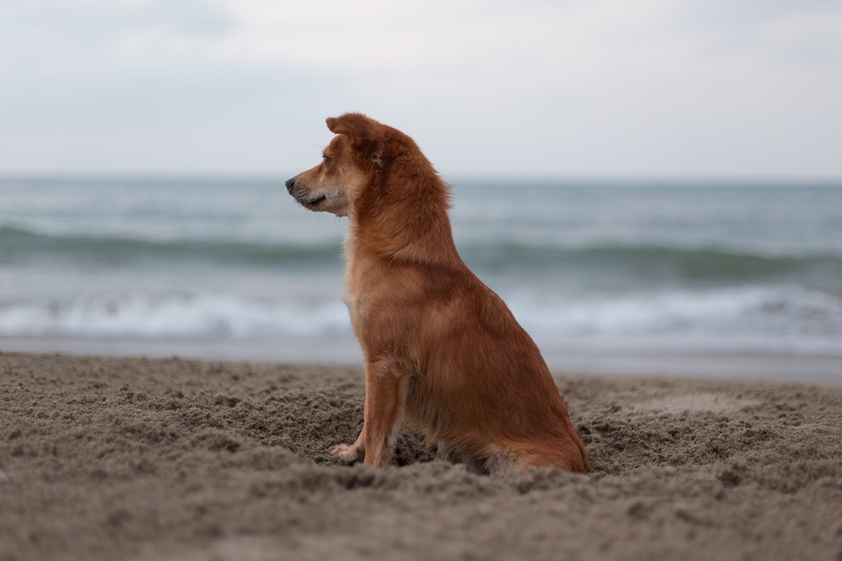 Owner Catches Former Stray Dog Having a Moment: 'Your Life Now' - Newsweek