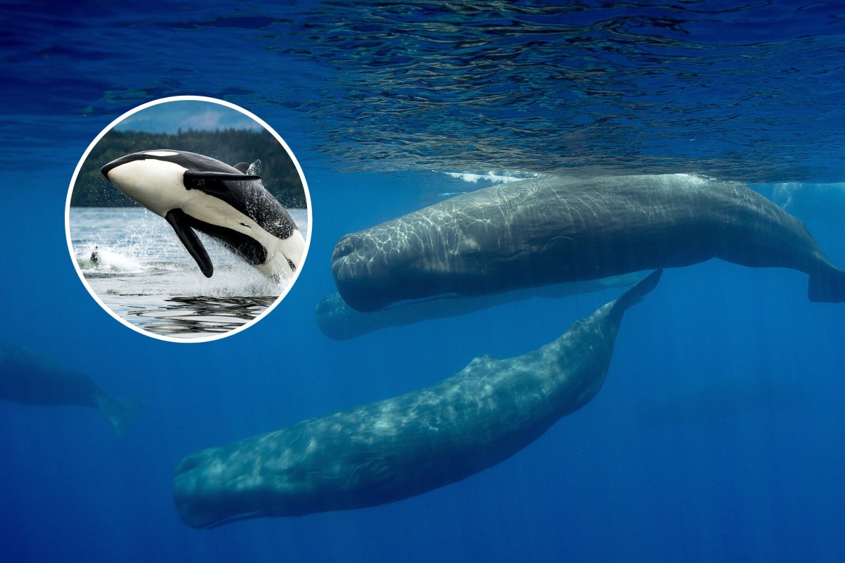 sperm whales and orca