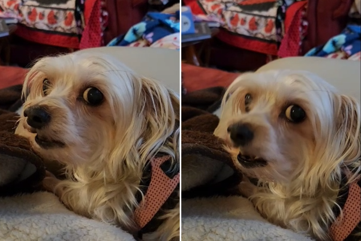 Pixie the dog