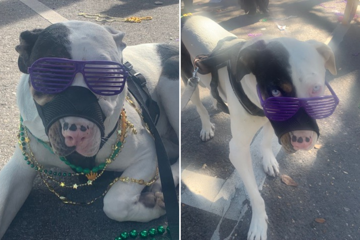 Tubby the dog