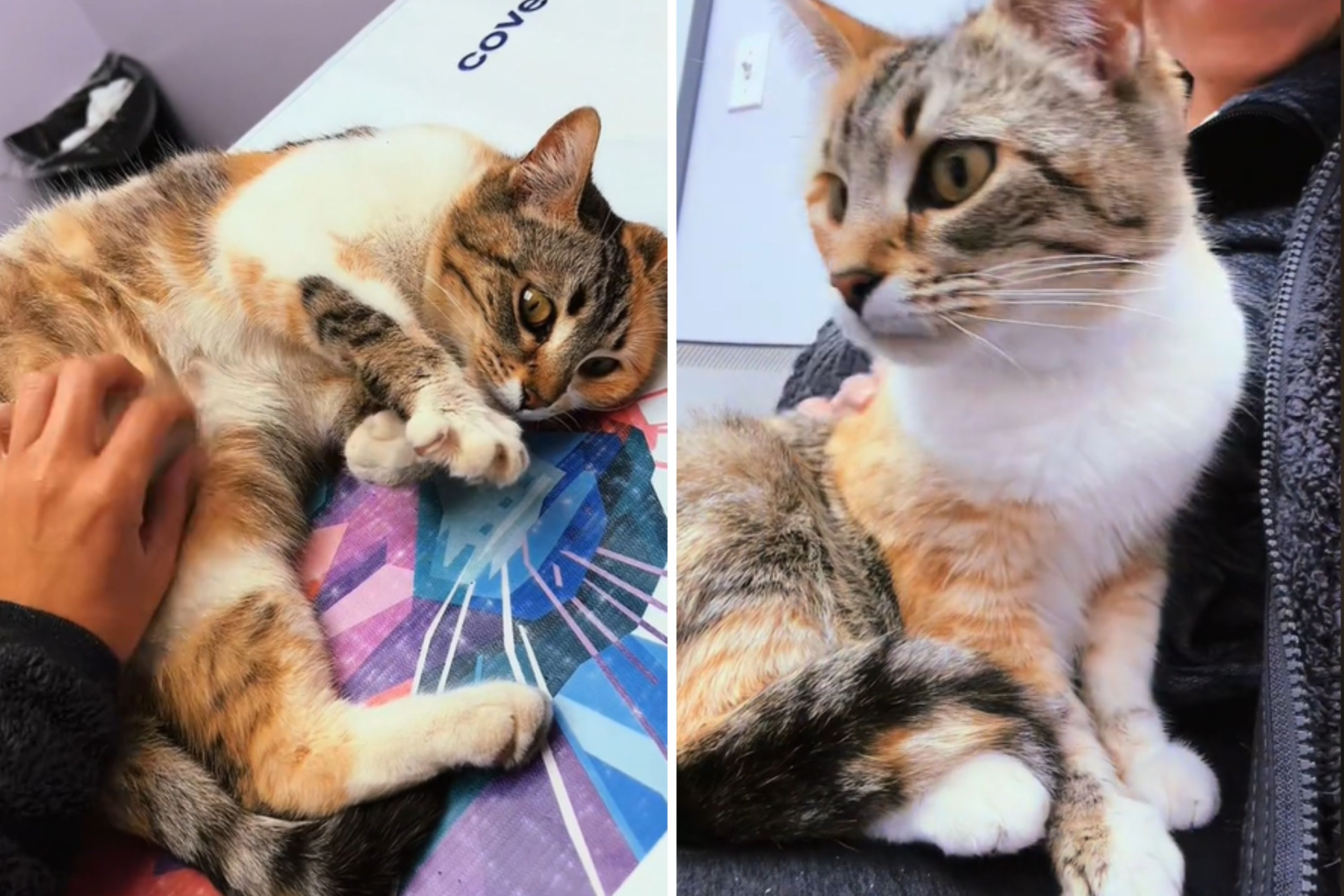 Owner Takes Pregnant Foster Cat to the Vet, Gets Heartbreaking News ...