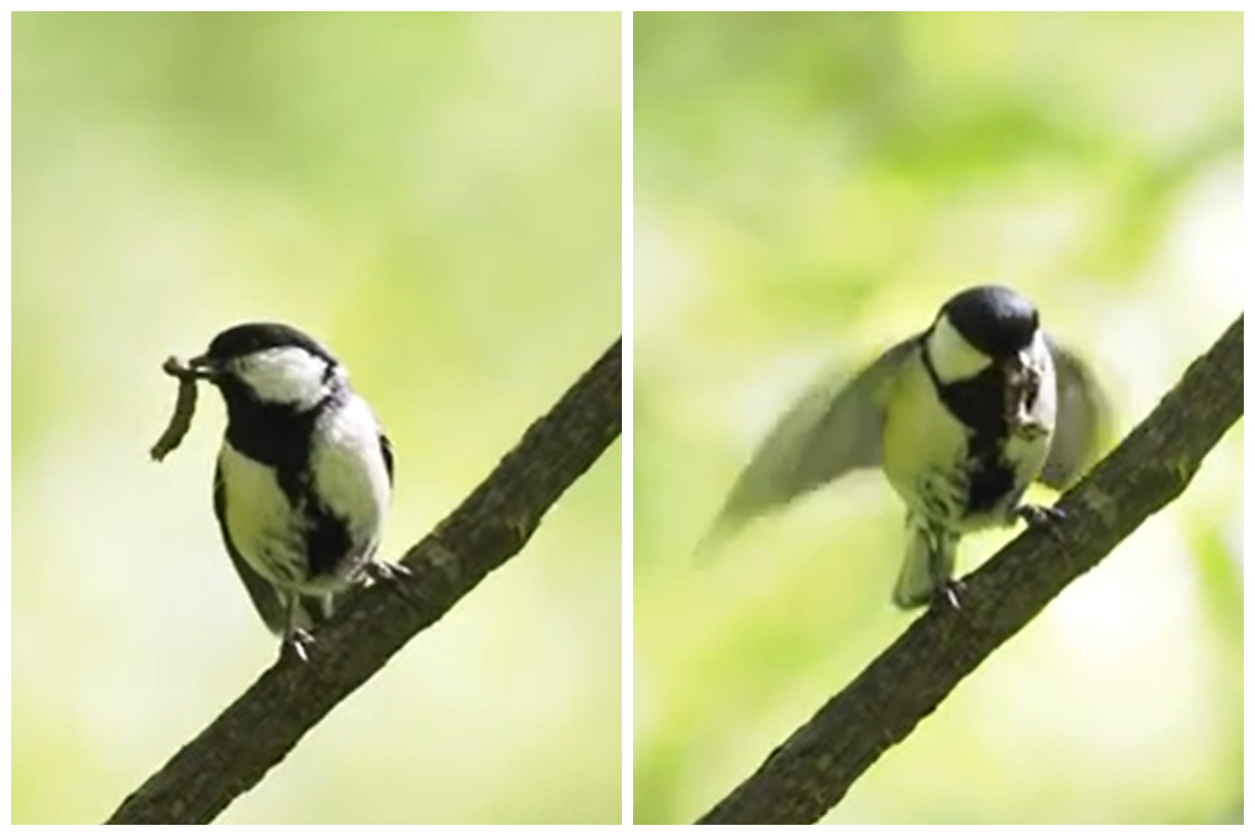QnA VBage 'Fascinating' Polite Little Bird Uses Wing Gesture To Say 'After You'