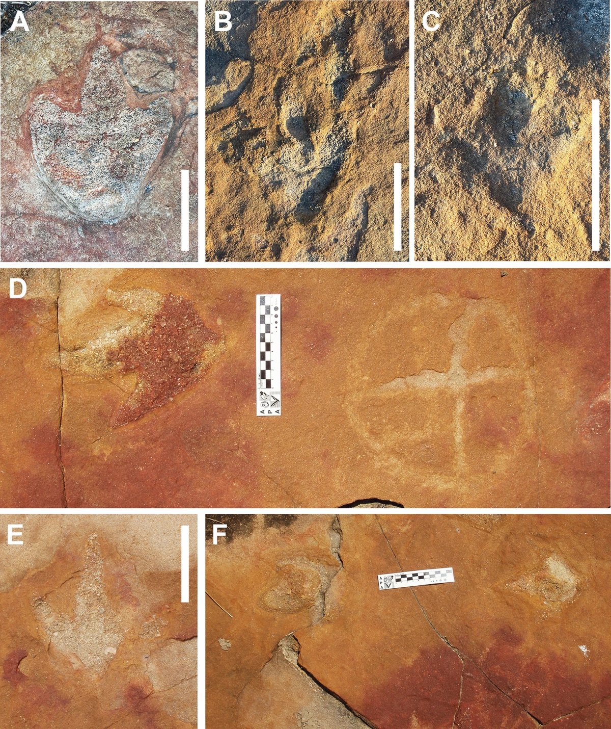 Dinosaur footprints and petroglyphs