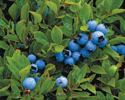 ellison-cu0430-blueberries-embed1