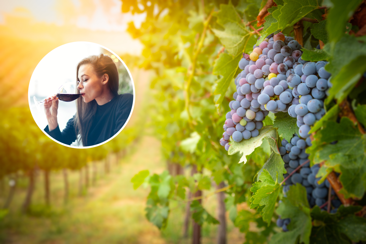 Grape vine and wine