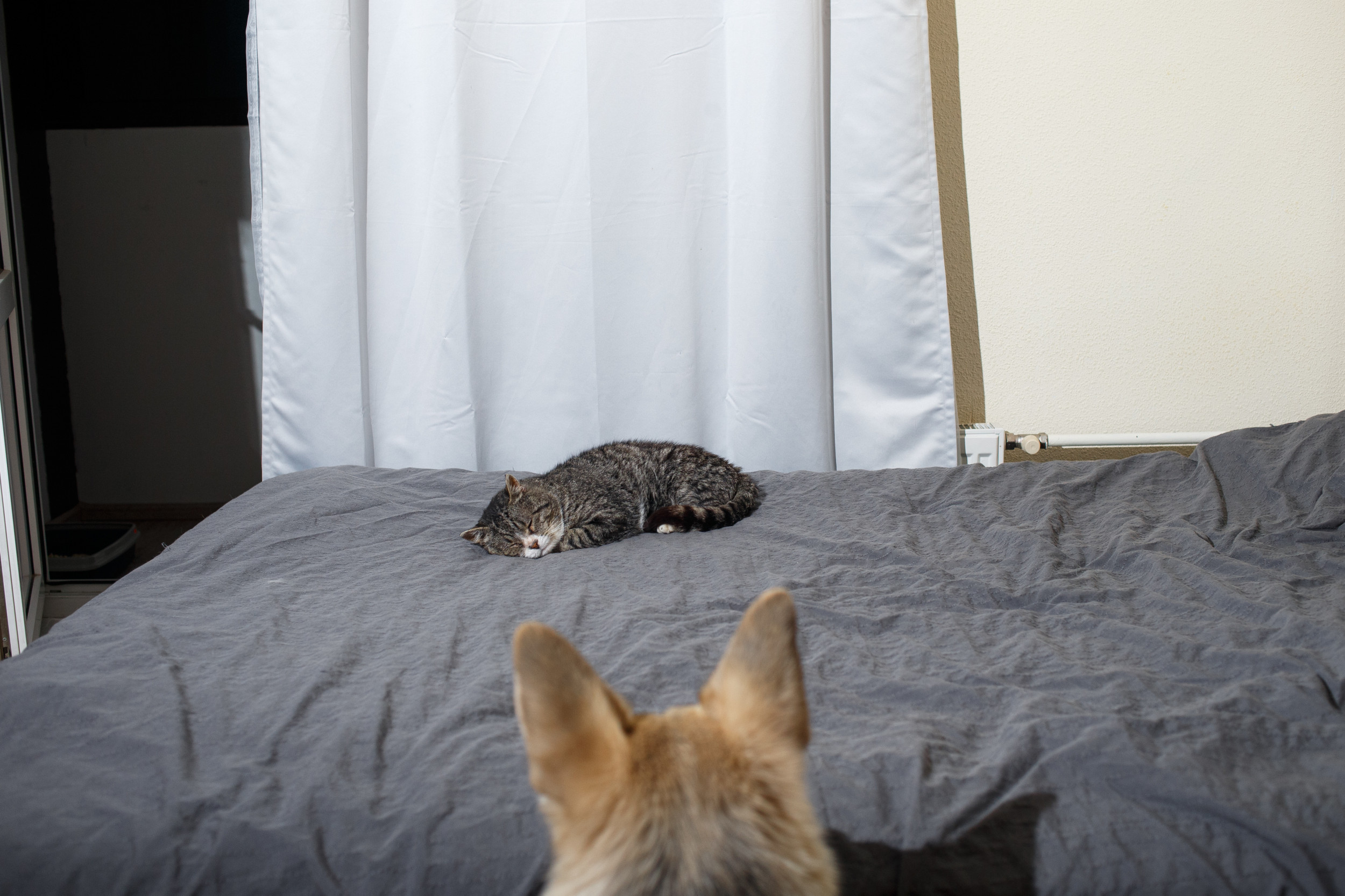 Cat Steals Husky s Bed and His Reaction Is Precious Newsweek