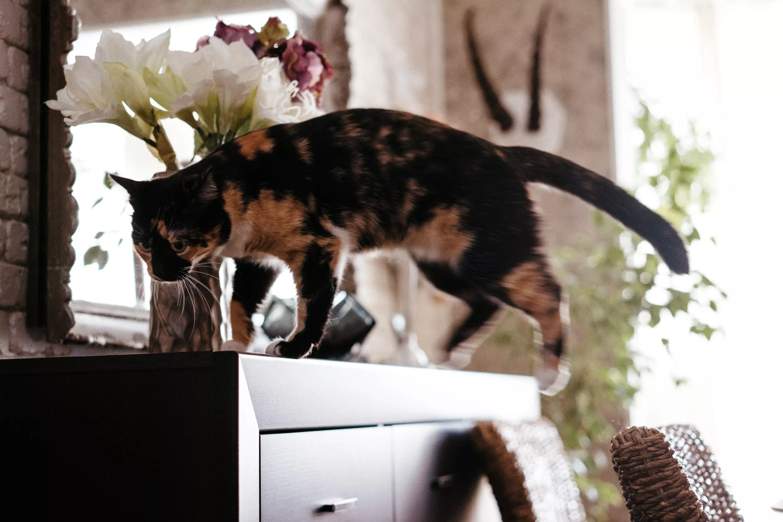 Woman Gets Cat, But Is Convinced She 'Accidentally Got a Dog' - Vimarsana News