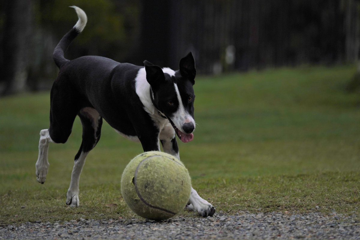 Dog plays with giant ball
