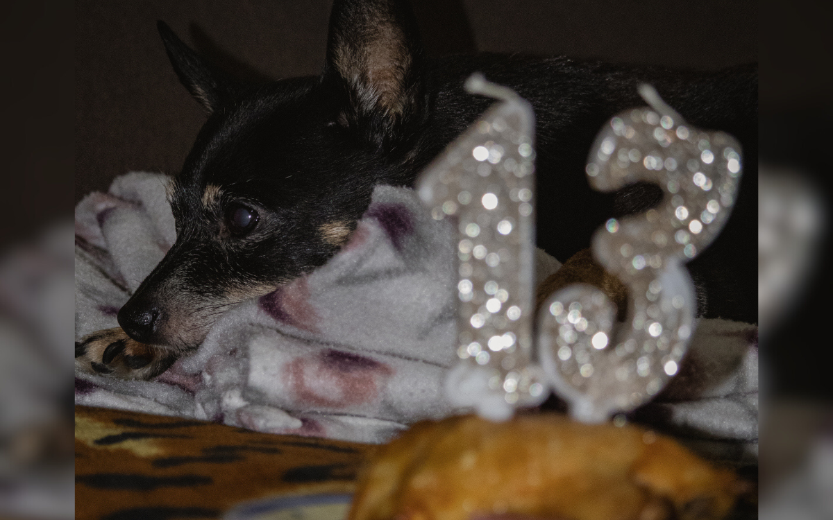 Dog Has Saddest Reaction When No One Turns Up to His Birthday Party - Vimarsana News