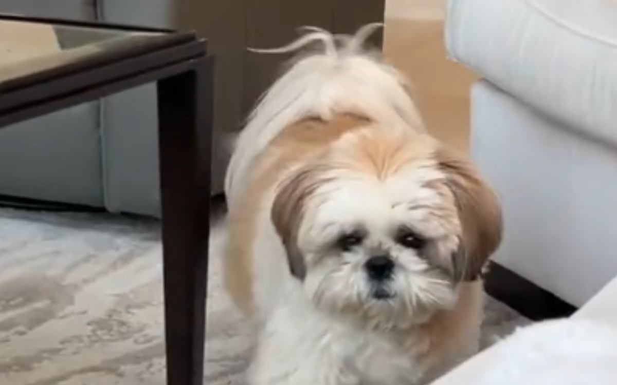 Sassy Shih Tzu Totally 'Judging' Owner for Lying Down on Couch - Vimarsana News