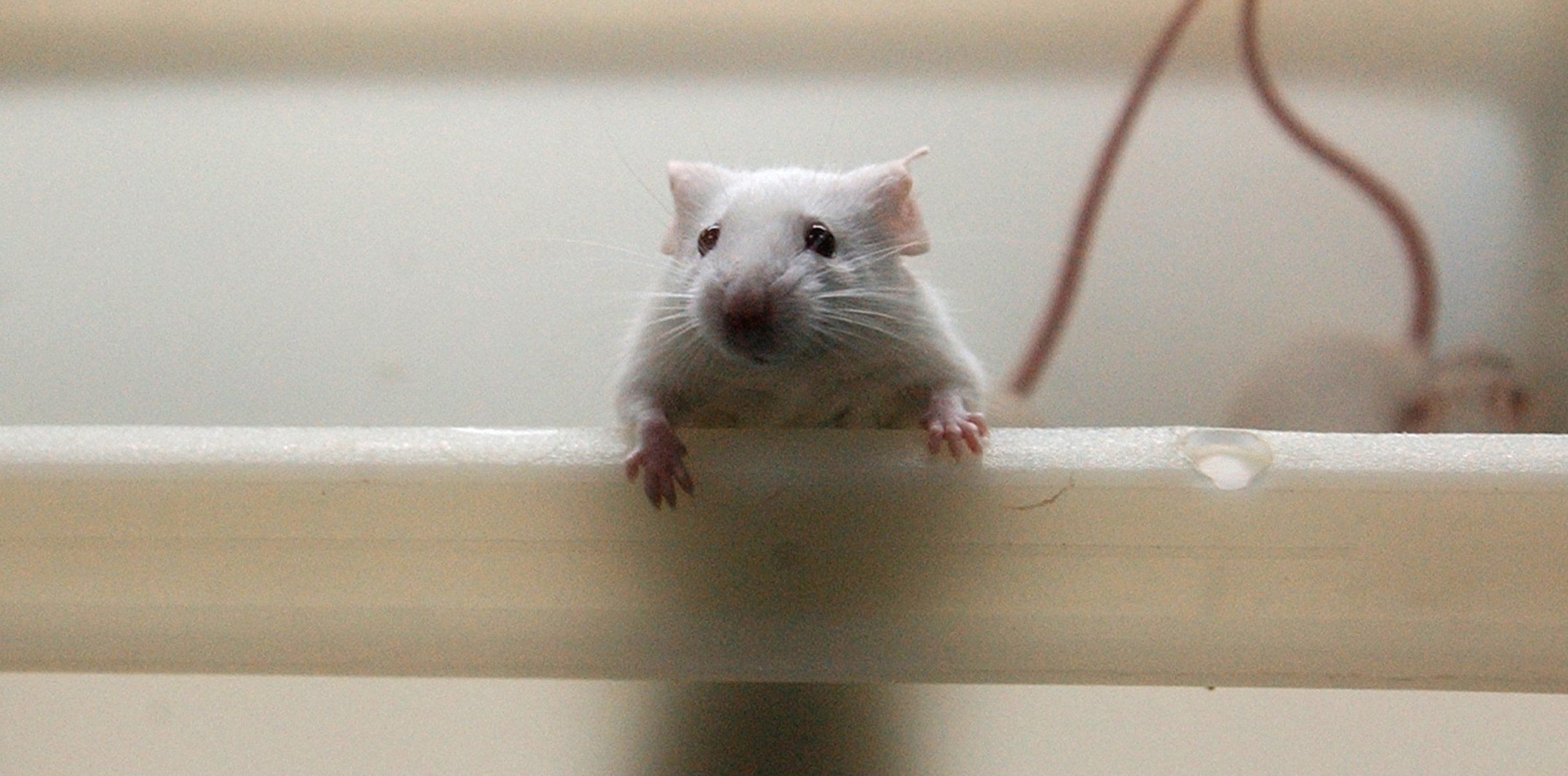Eternal sunshine of a mouse's mind