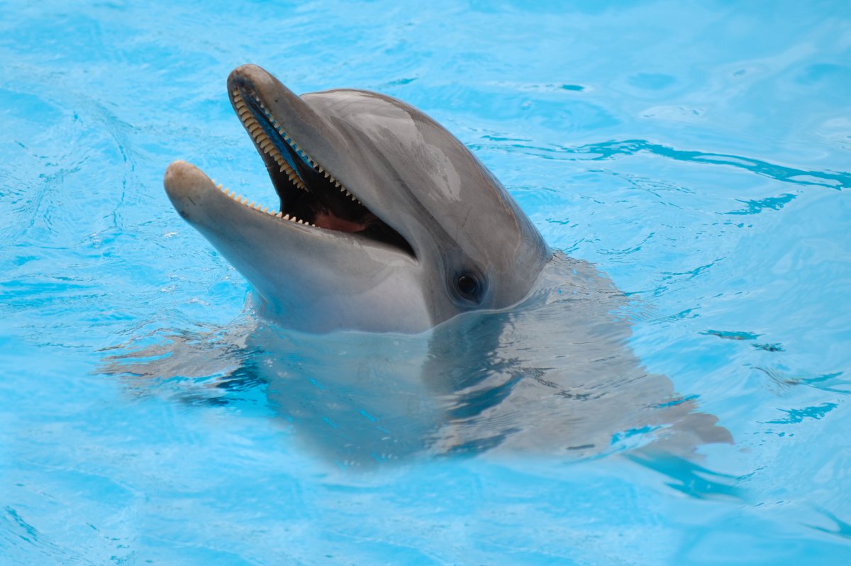 Captive dolphin in pool 