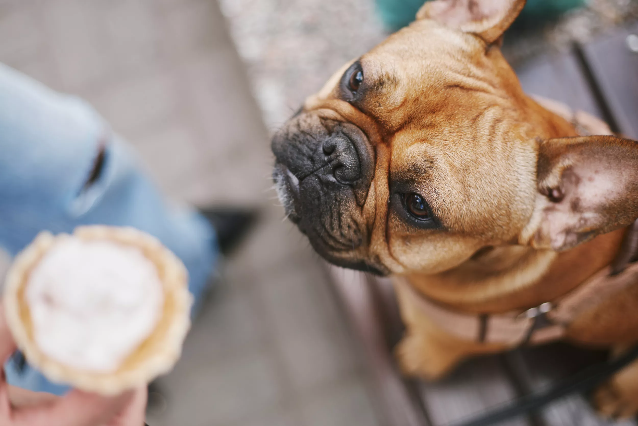 Foster Dog Tries First-Ever Pup Cup in Adorable Video - Vimarsana News