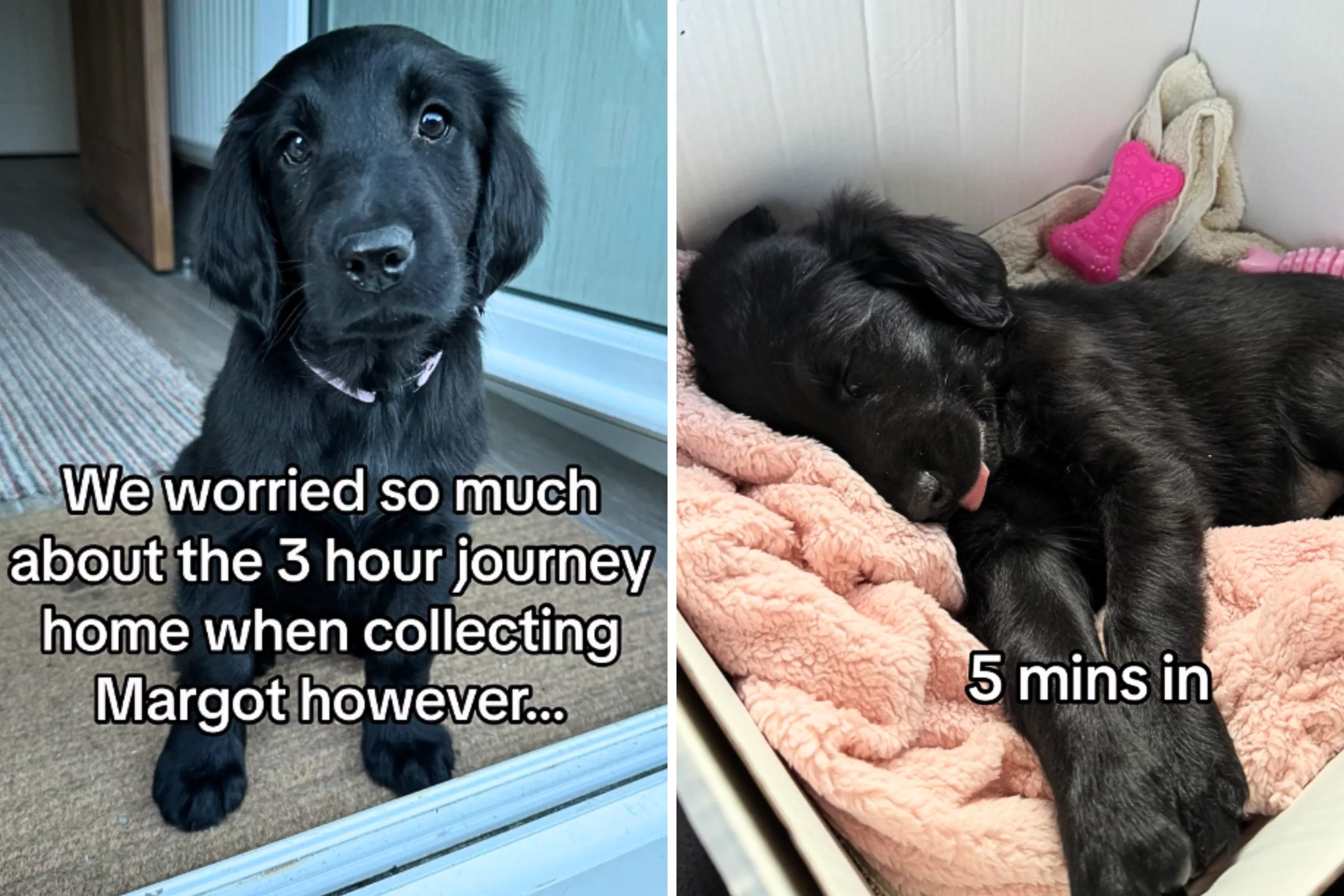 Owner Fears the Worst as Dog Goes on First Car Ride, Relieved at the Truth - Vimarsana News