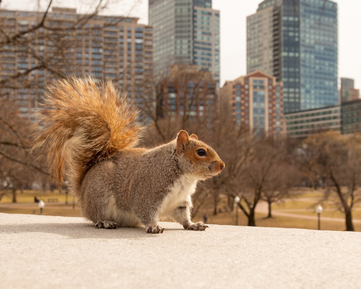 Squirrel in New York 