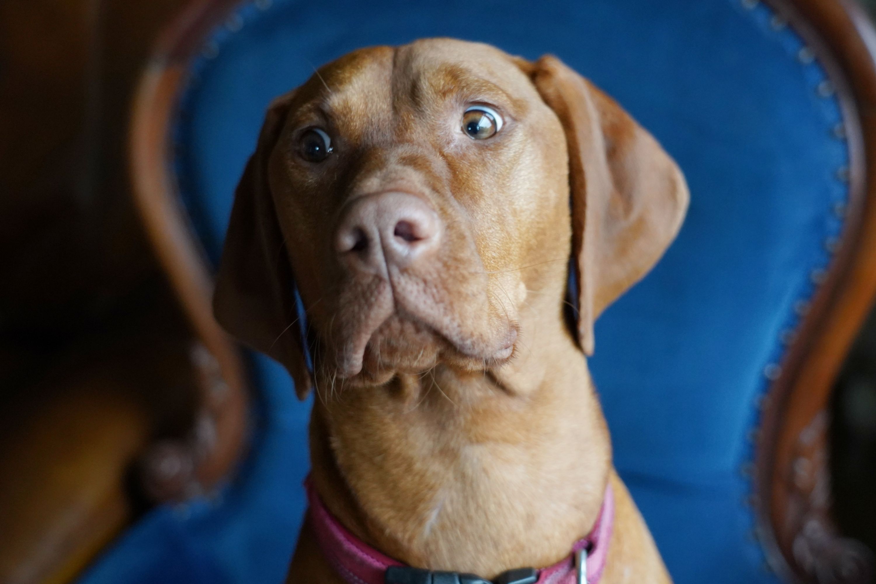 Vizsla Owner Testing if She Would Protect Home Takes Unexpected Turn