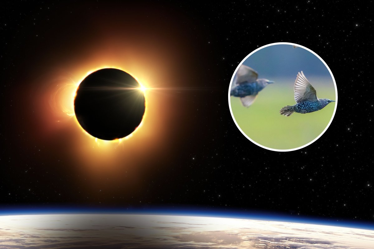 eclipse and birds