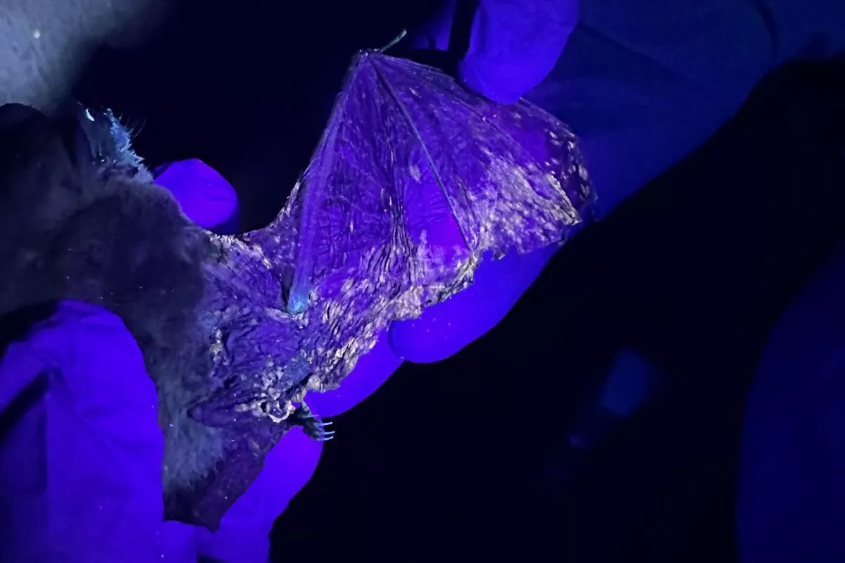 Bat-Killing Fungus Risks Devastating US Populations - Vimarsana News