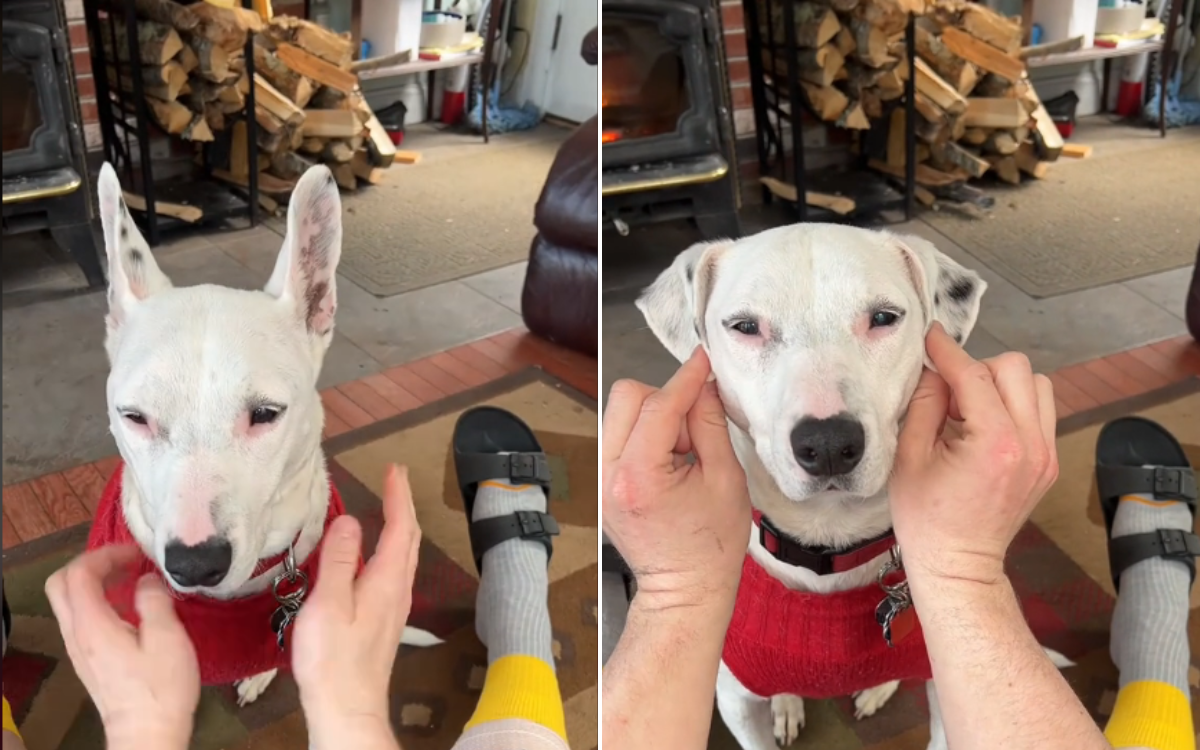 English Bull Terrier Mix Transforms Into Dalmatian With One Tiny Adjustment