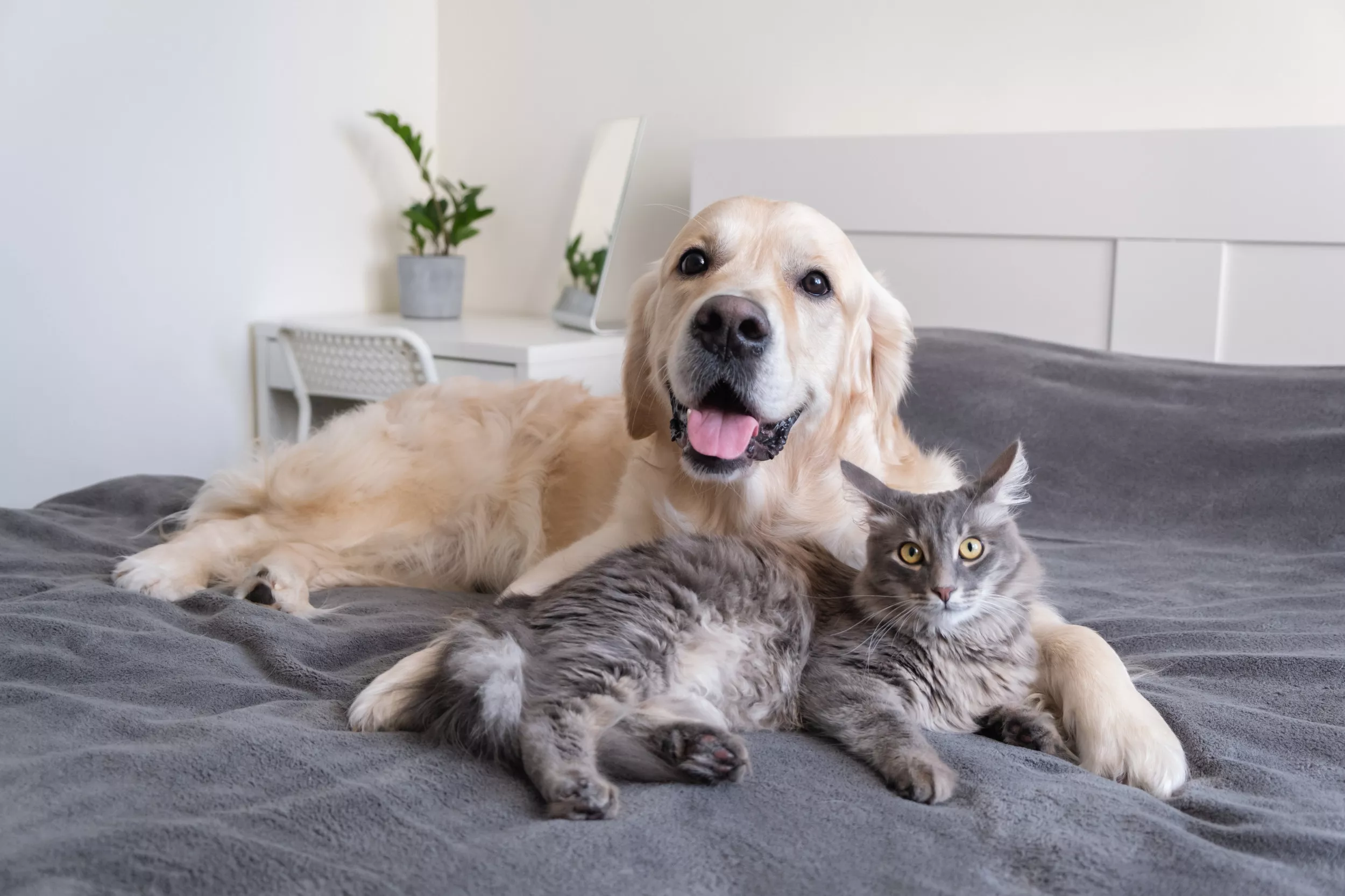 Hysterics as Cat Goes Flying After Dog Sneezes in Face—'Tried to Apologize' - Vimarsana News