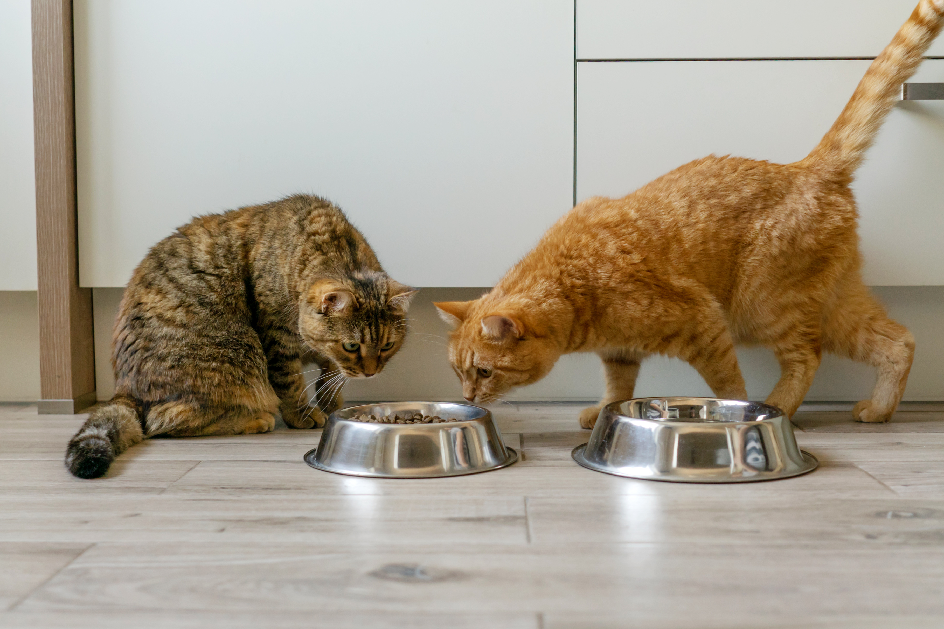 Woman Finds Genius Solution to Stop Cat Stealing Brother s Food Newsweek