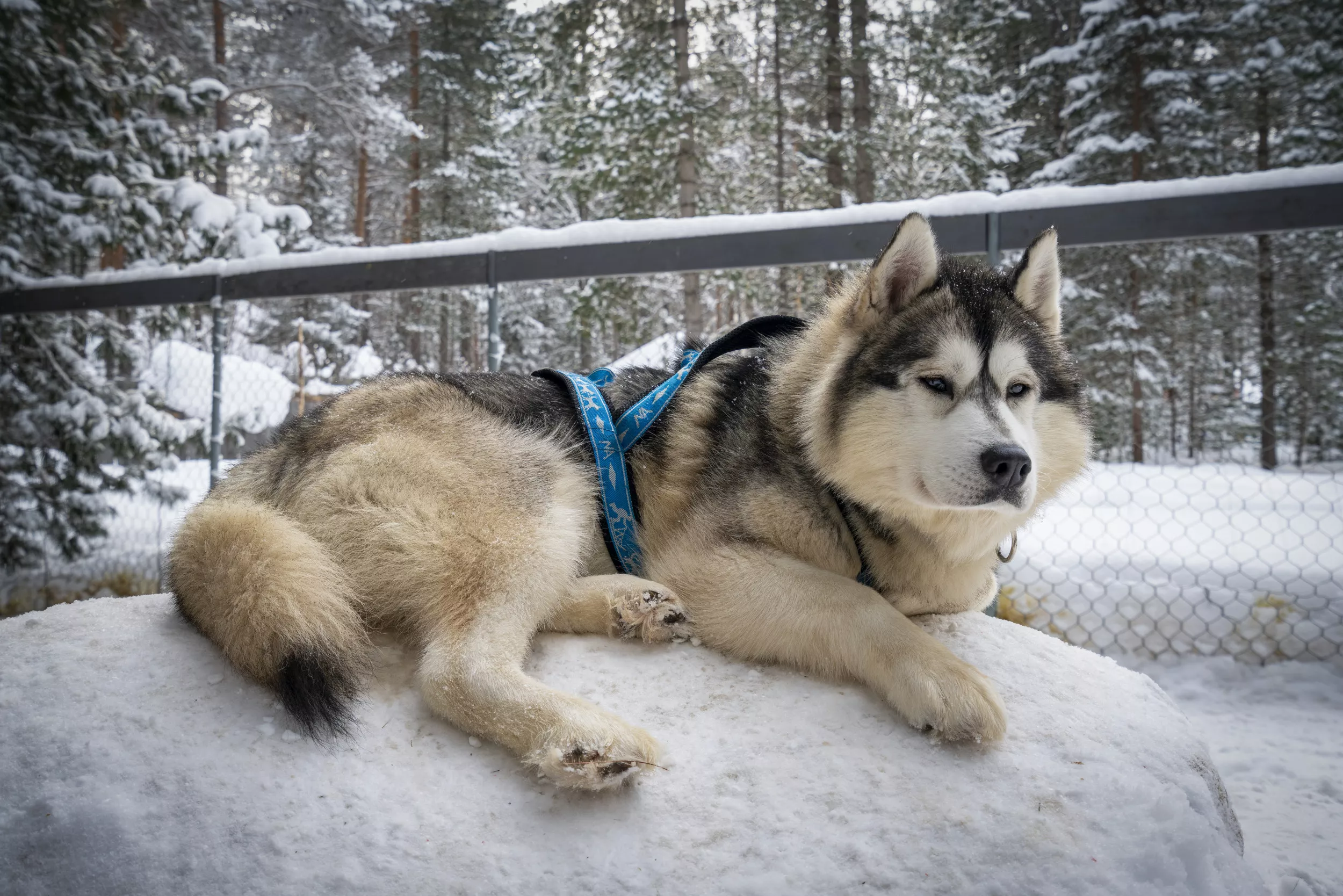 Owner Surprises Husky With Igloo, Has Beautiful Reaction: 'Core Memory' - Vimarsana News