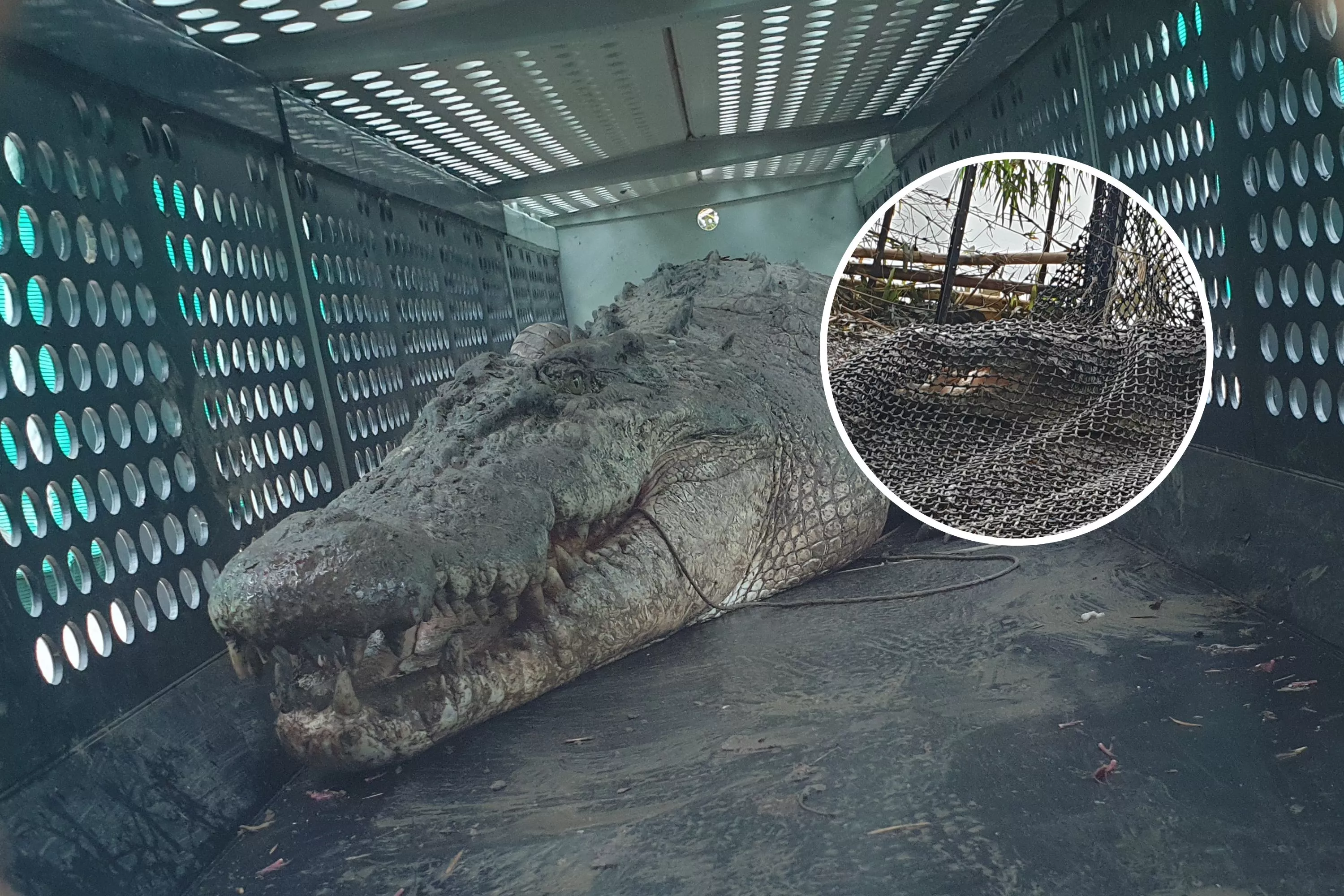 'Dangerous' 14-Foot Crocodile That Stalked Locals for Months Finally Caught - Vimarsana News