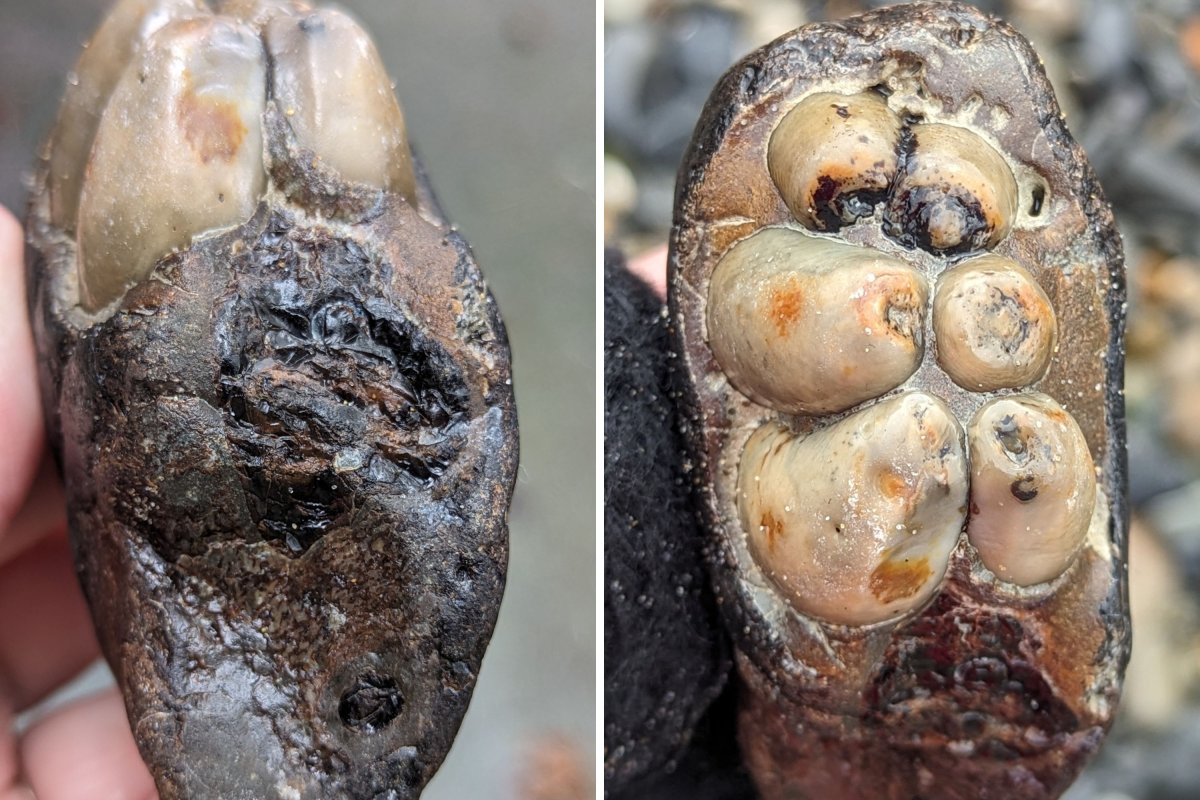 Desmostylus hesperus tooth in Oregon.