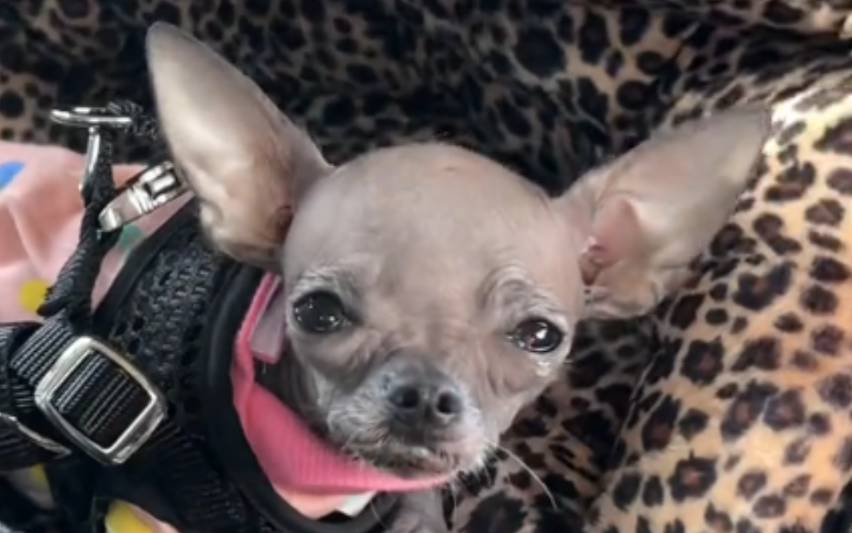 Thistle the chihuahua was left heartbroken.
