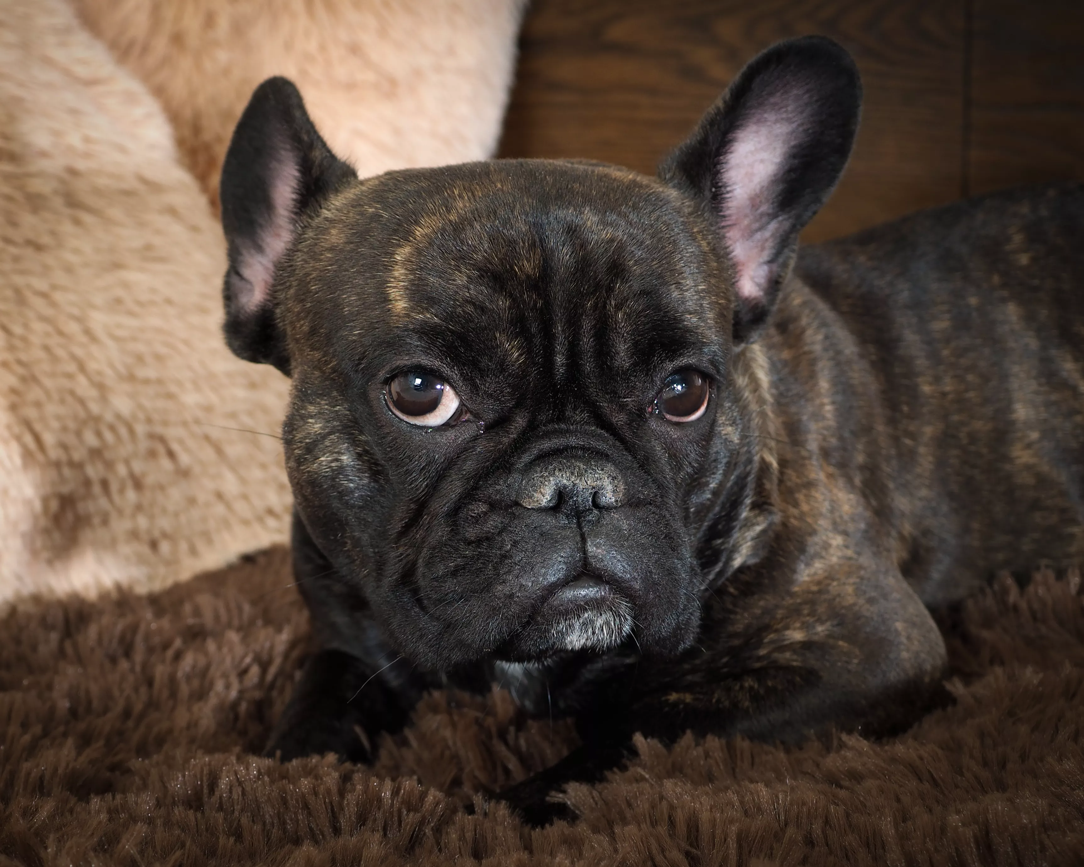 Bulldog Caught Pretending To Sleep When Dog Walker Arrives To Pick Her Up - Vimarsana News