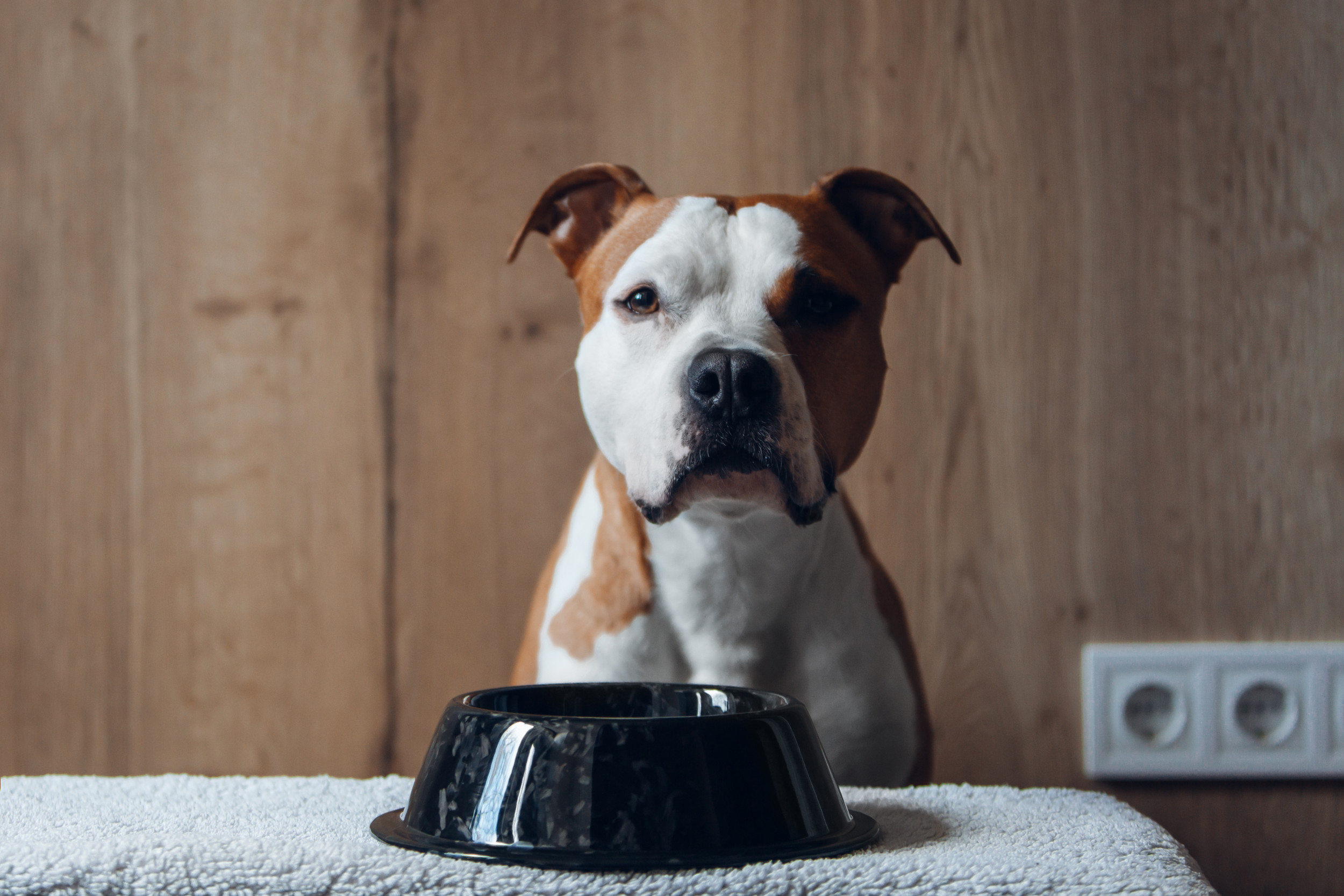 Dog Loses It After What He Spots in His Food Bowl: 'Someone Is Here ...