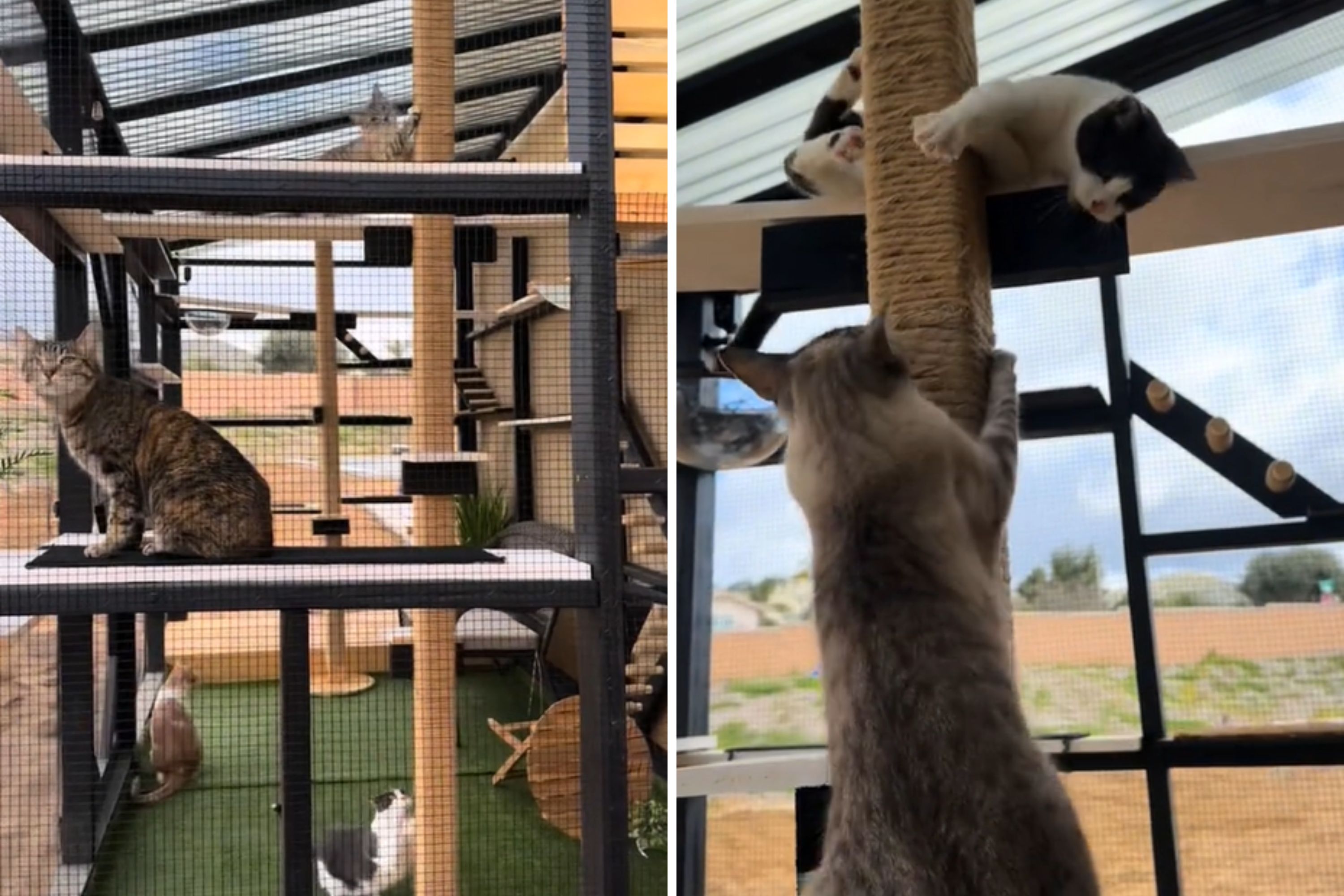 Watch Woman s Journey Building 16 by 8 Foot Catio From Scratch A God Cat Mom Newsweek