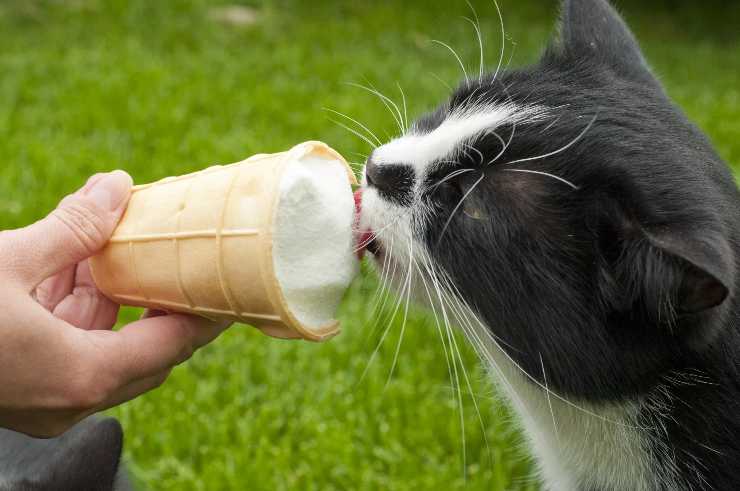 Senior Cat Waiting for Favorite Treat Every Night Before Bed Melts Hearts - Vimarsana News