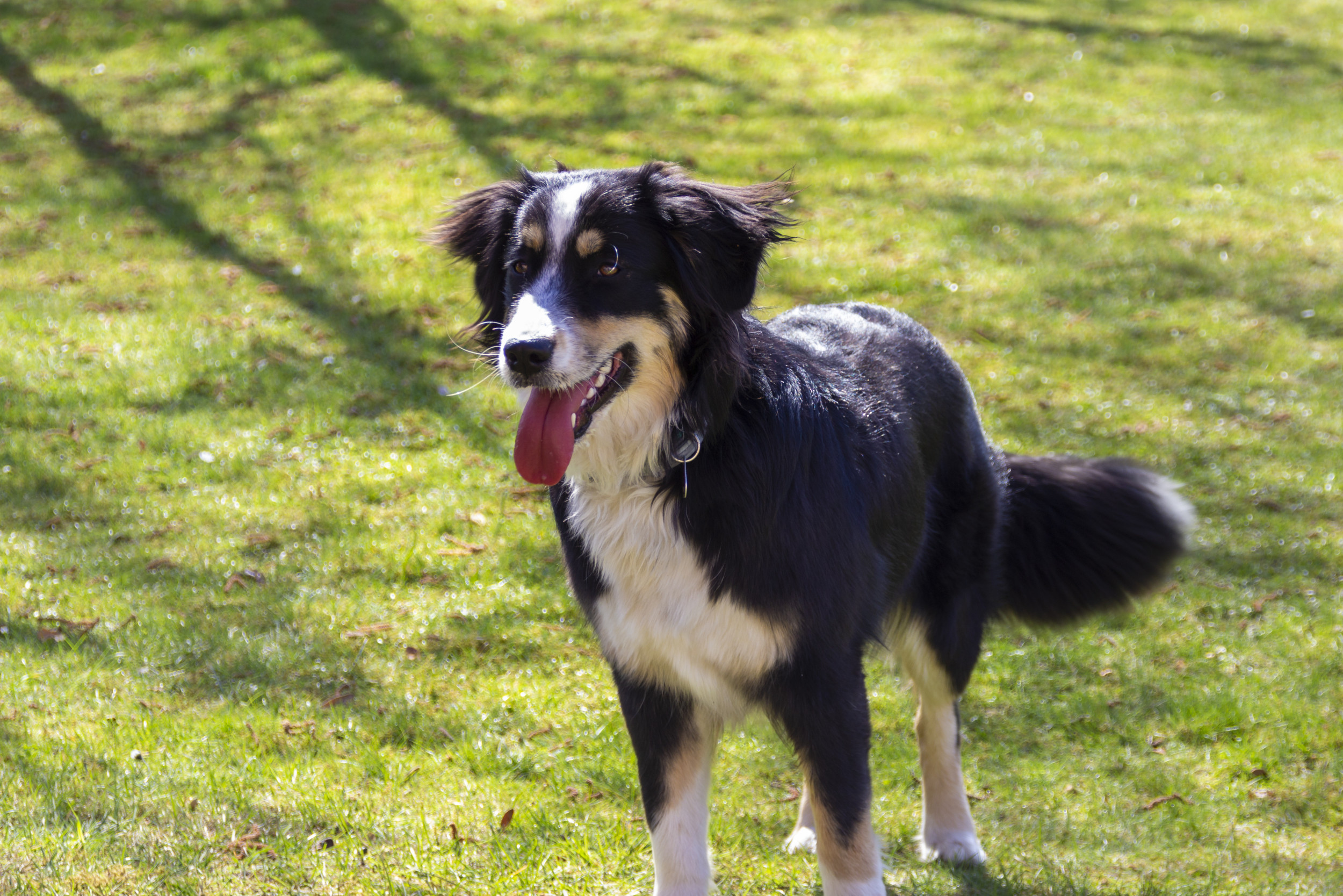 Man Organizing Treat Hunt For Girlfriend's Dog Questions Life Choices ...