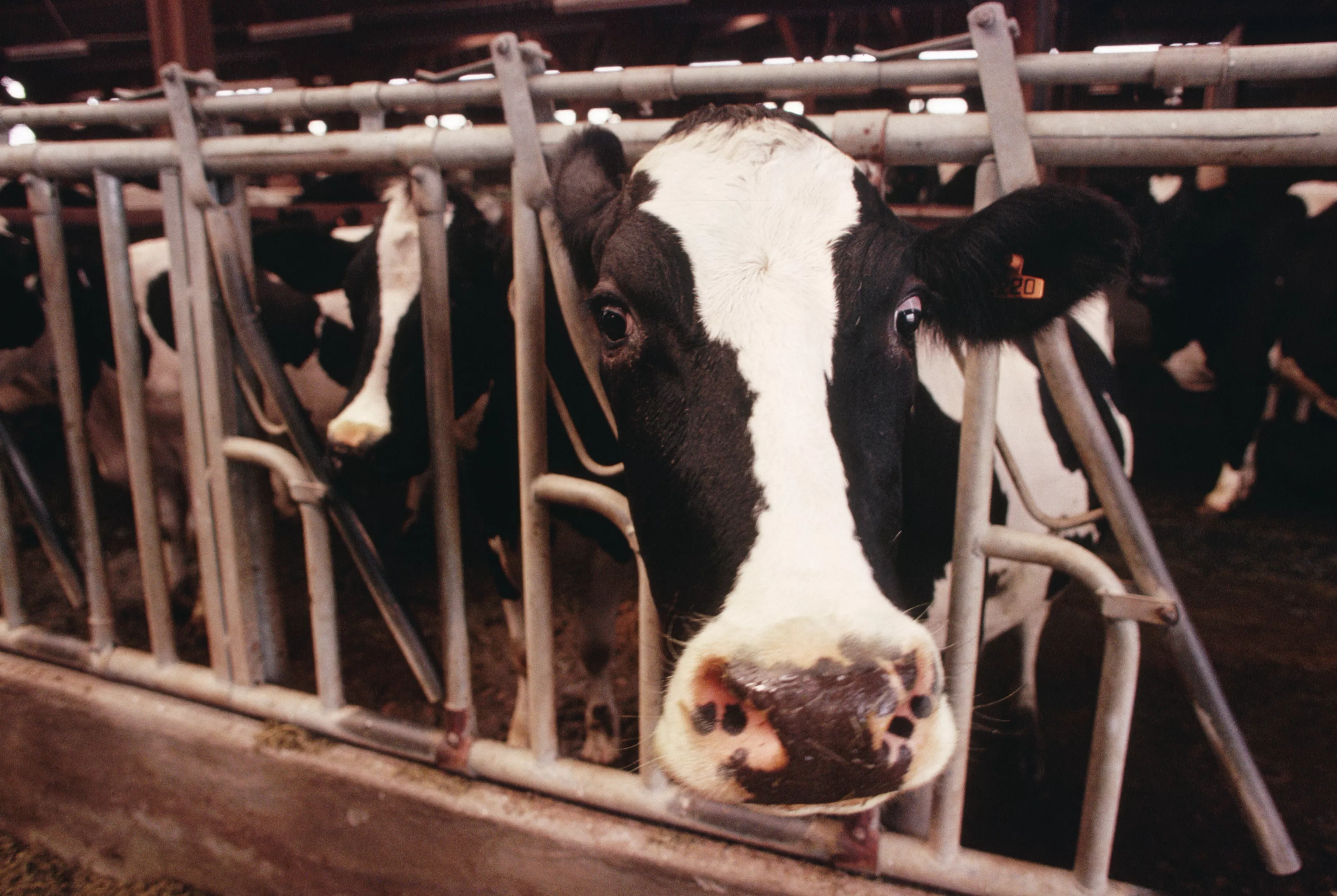 'Cattle Country' Hit With Bird Flu Outbreak - Vimarsana News