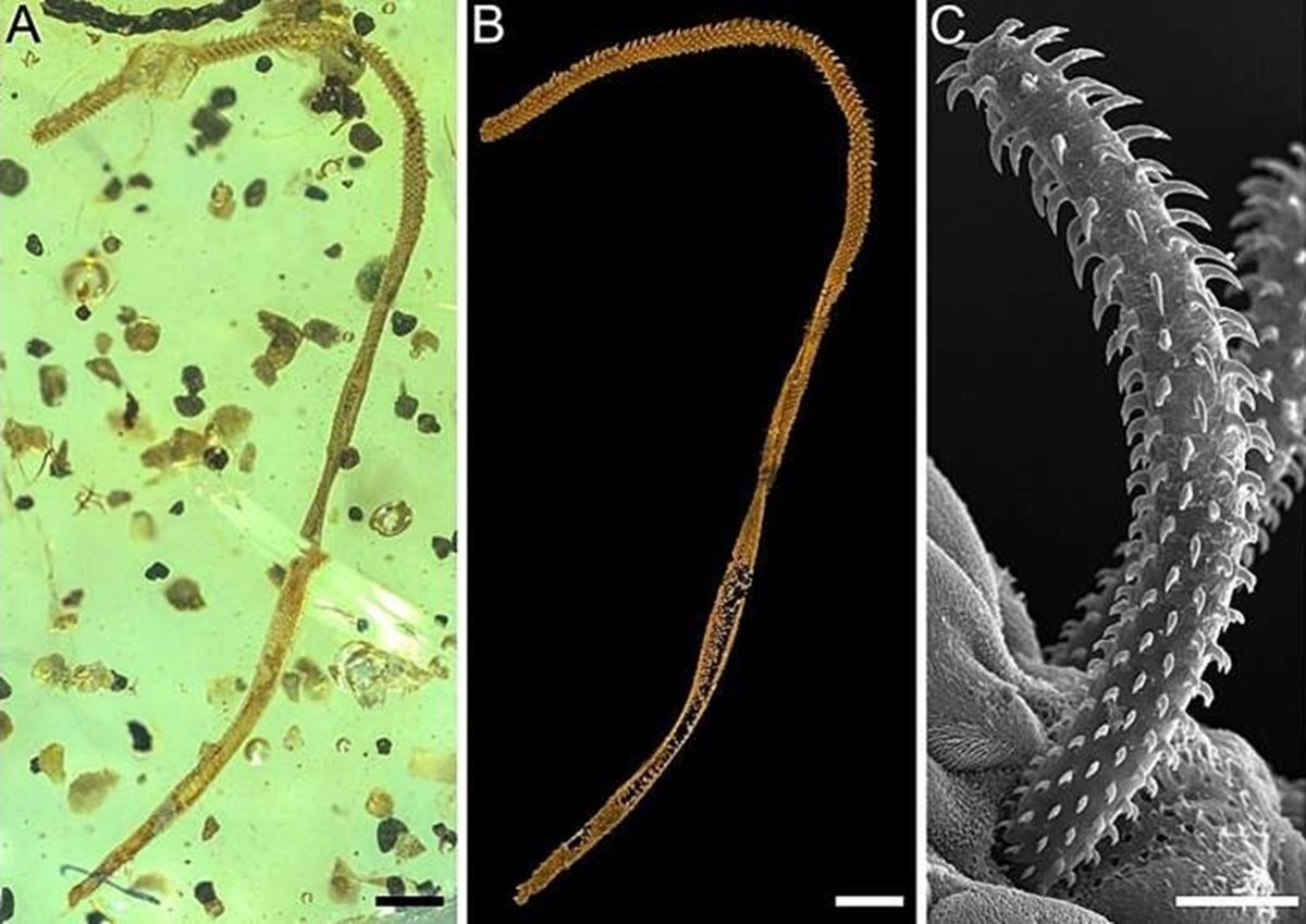 The fossil and modern tapeworms