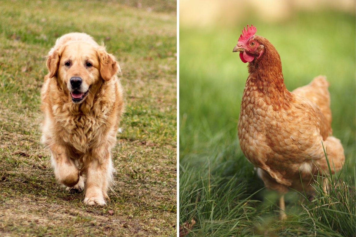 Golden retriever and chicken