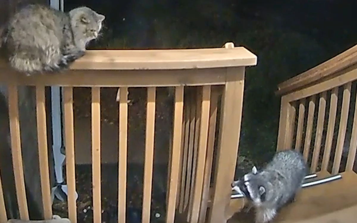 Moment Cat Scares Off Curious Raccoon With Deadliest of Death Stares
