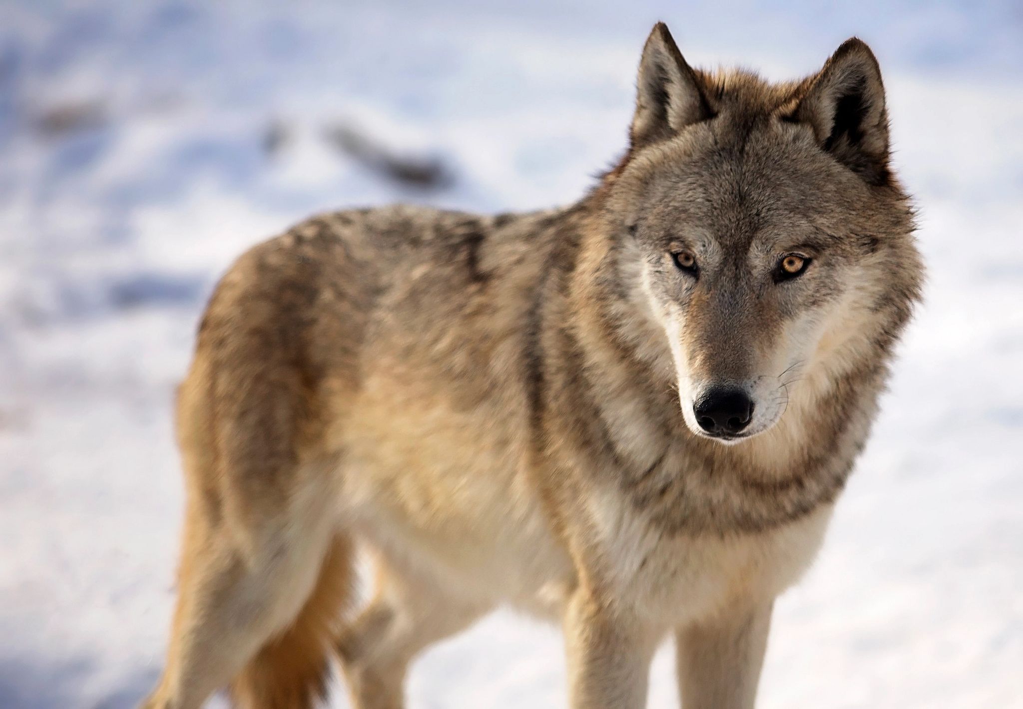 Endangered Species May Have Just Been Spotted After 100 Years