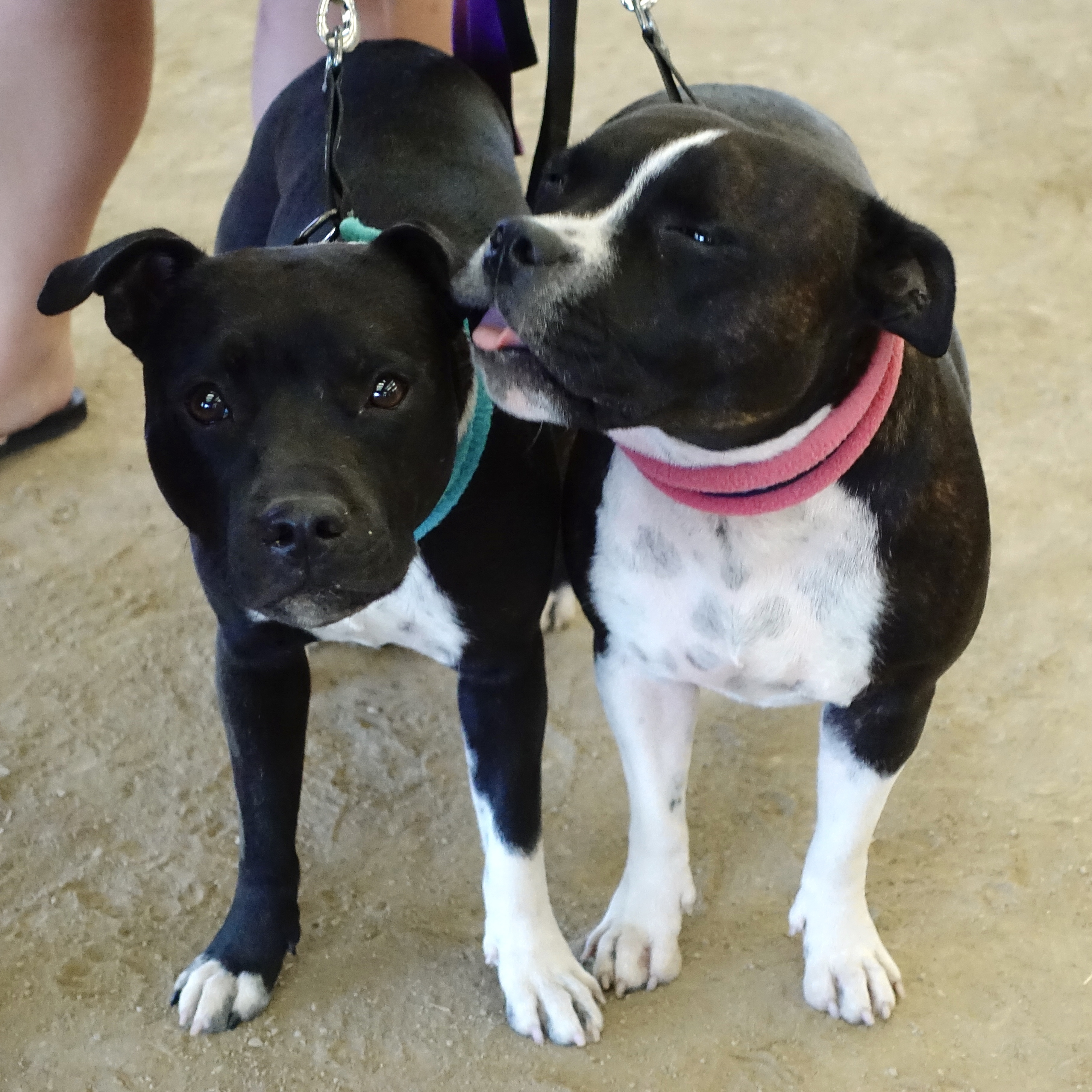 Dog Does Something Remarkable for Sibling Stressed After Spell In Kennels