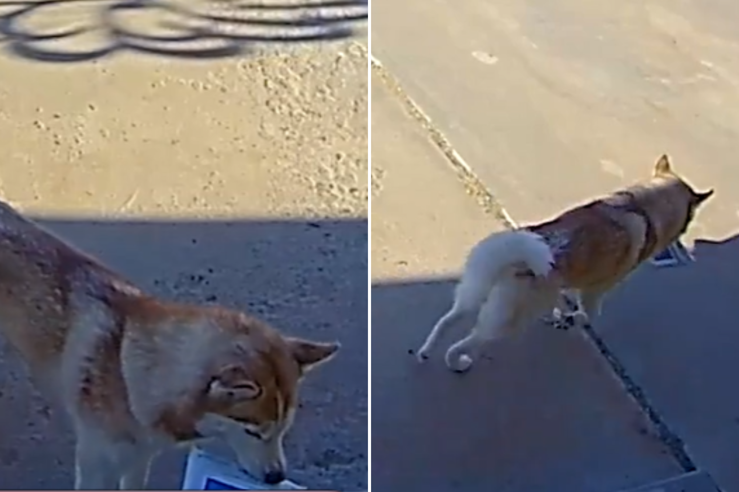 Extraordinary Moment Most Unlikely of Parcel Thieves Is Caught Red-Pawed