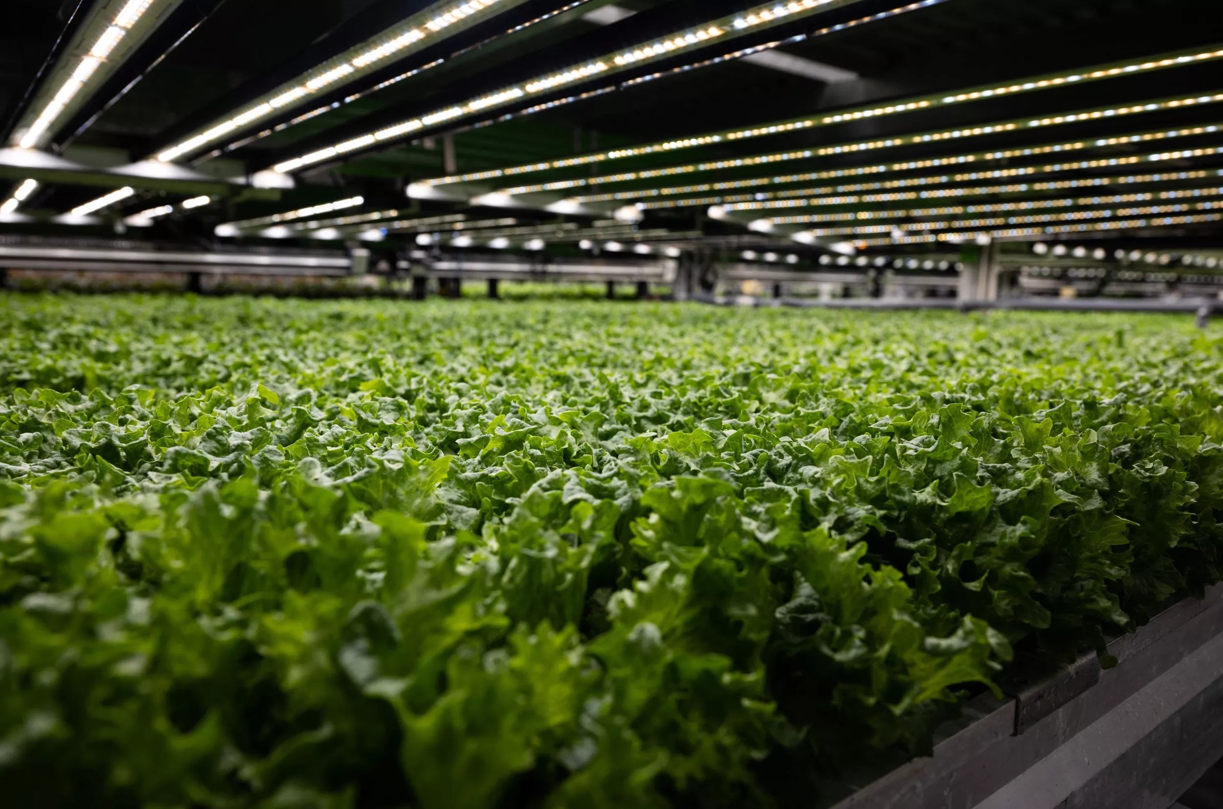 Tennessee Moves to Classify 'Vaccine Lettuce' as a Drug - Vimarsana News
