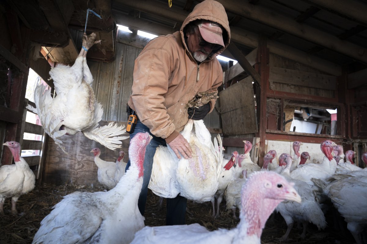 texas bird flu avian flu map cases