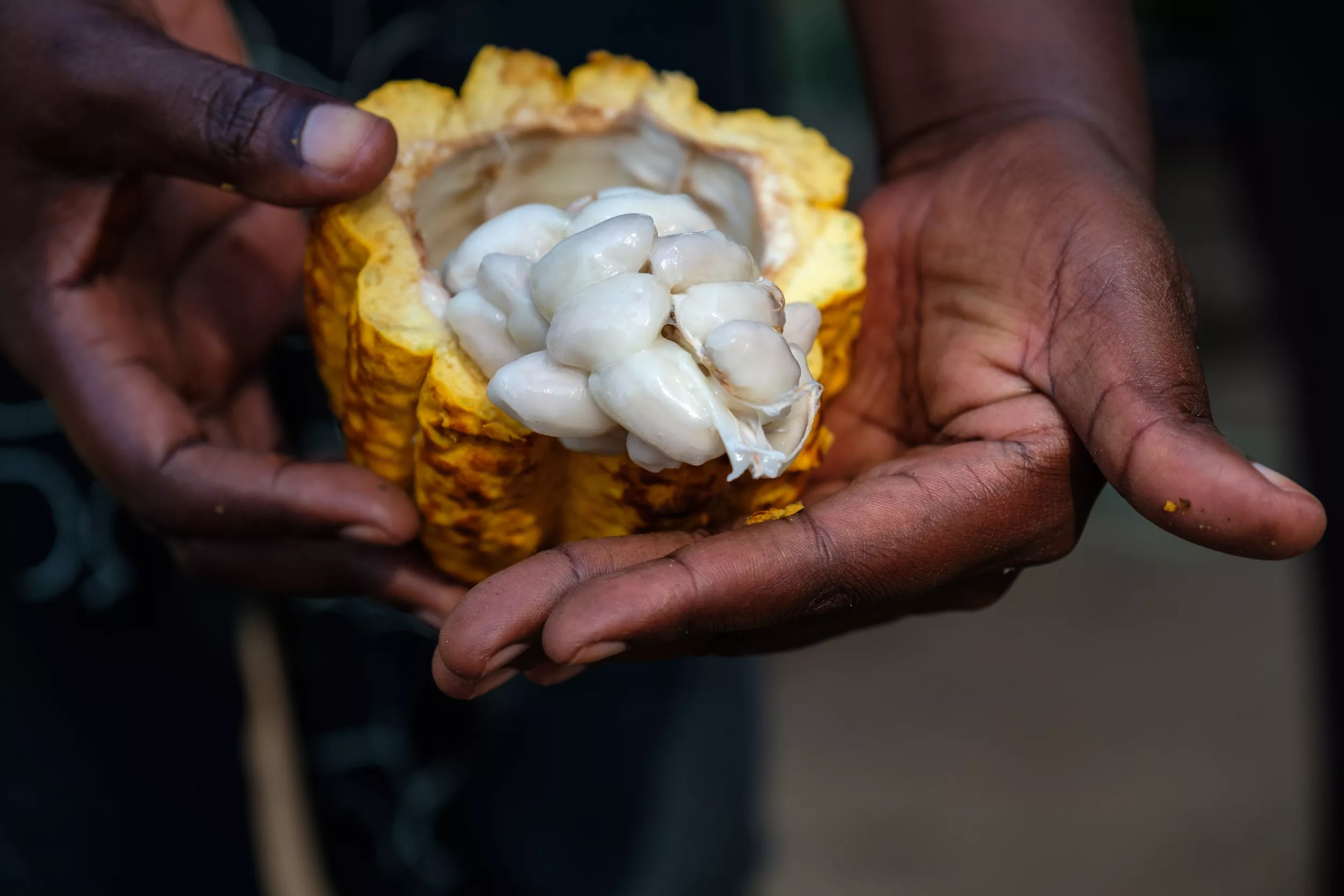 Cocoa Prices Hit Historic Milestone - Vimarsana News