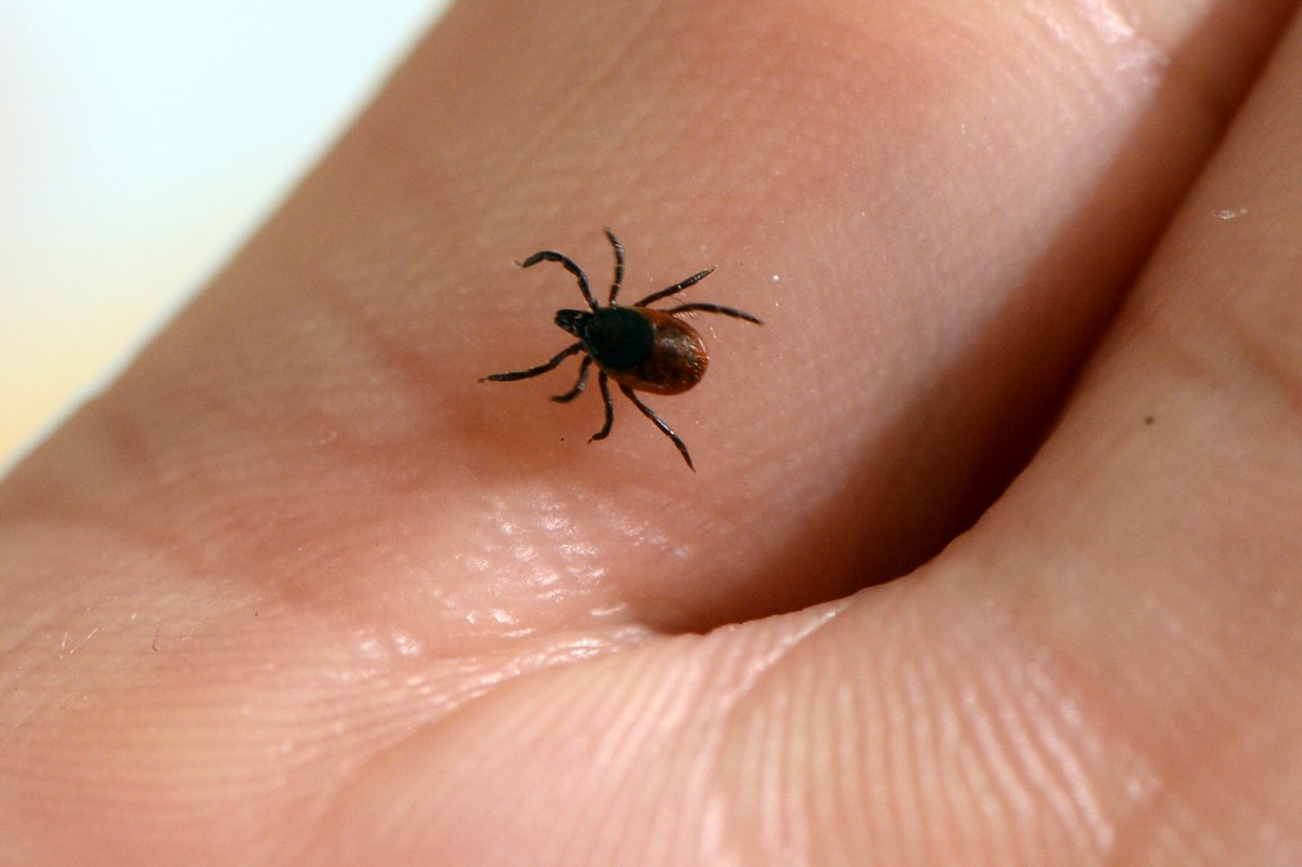 A picture taken of a tick