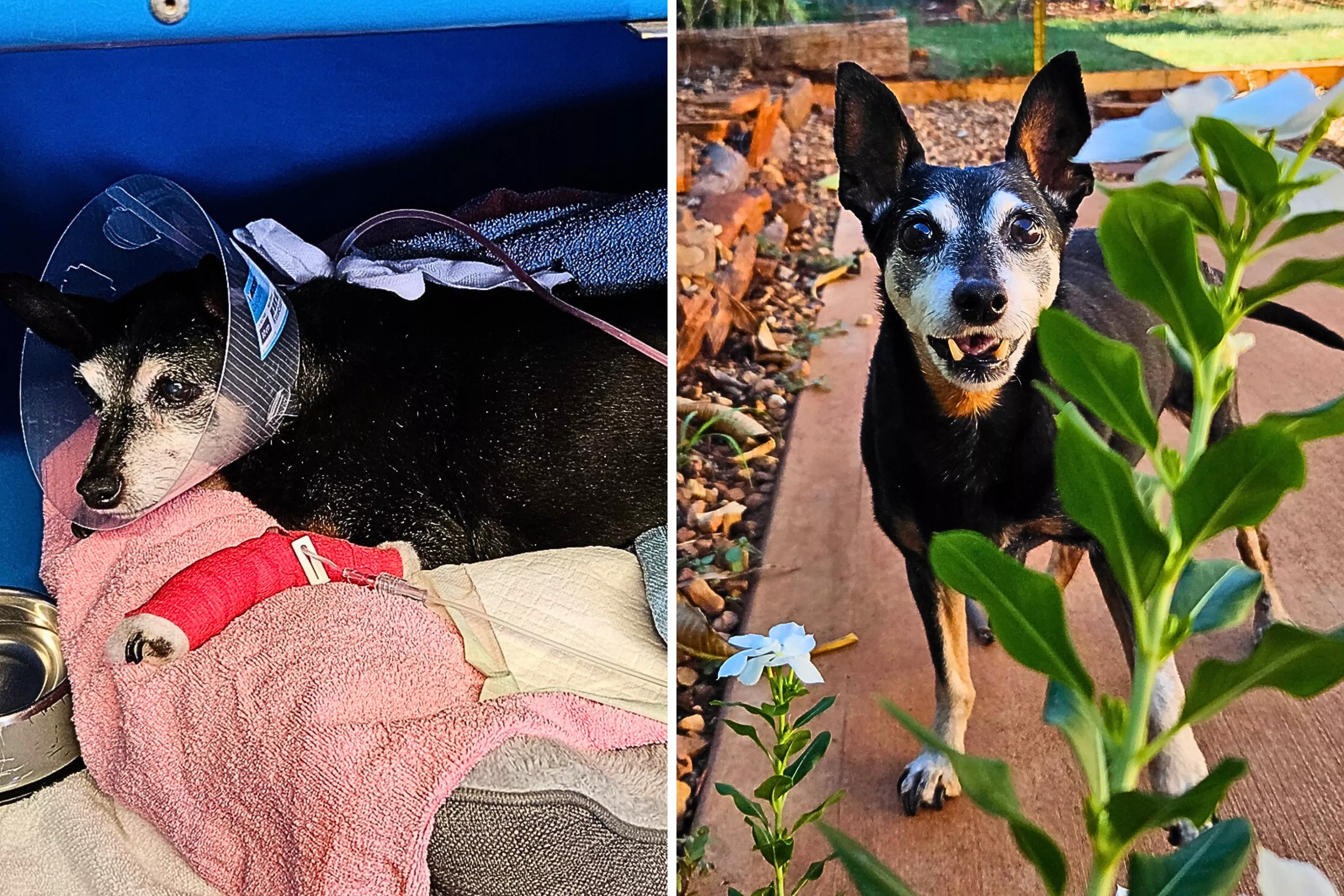'Miracle' Moment Pet Mauled by Pack of Dogs Takes His First Steps - Vimarsana News