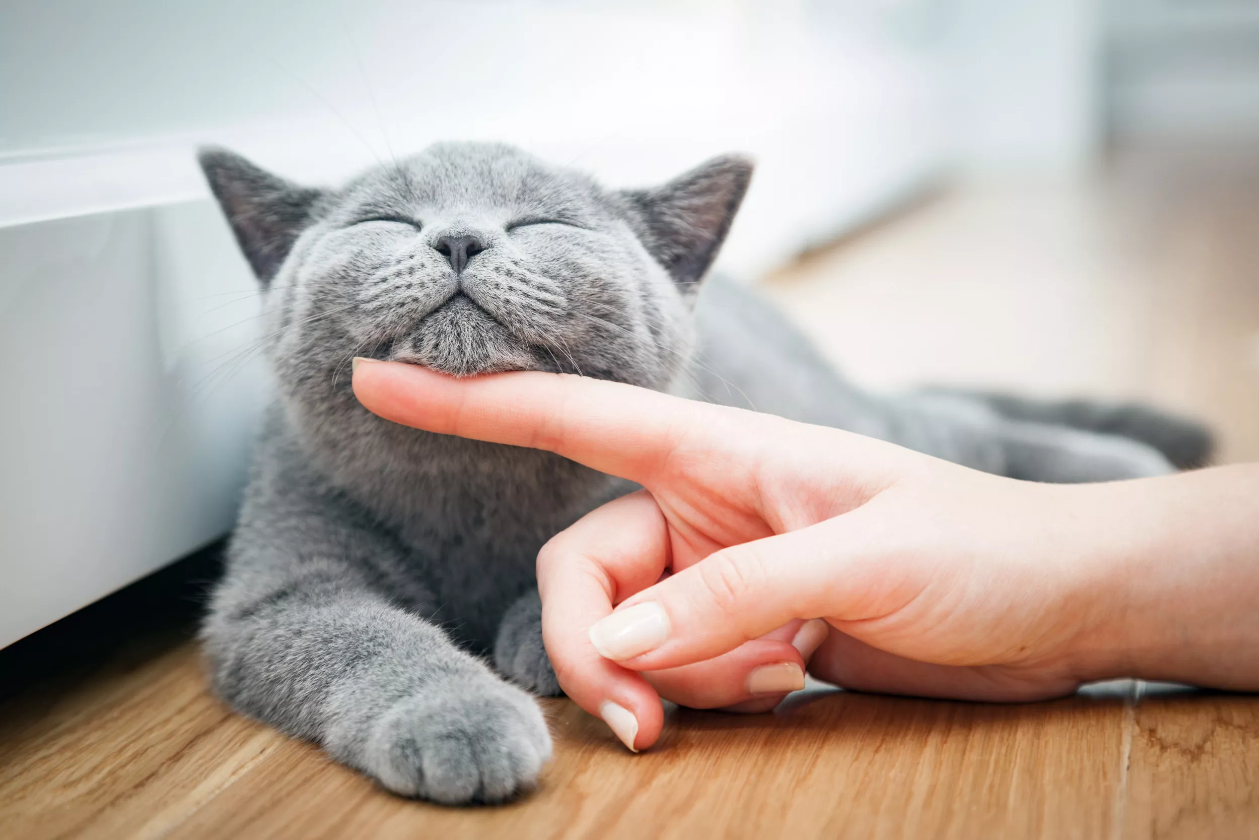 Half a Million US Cats Risk 'Serious Adverse Effects' on Common Drugs - Vimarsana News
