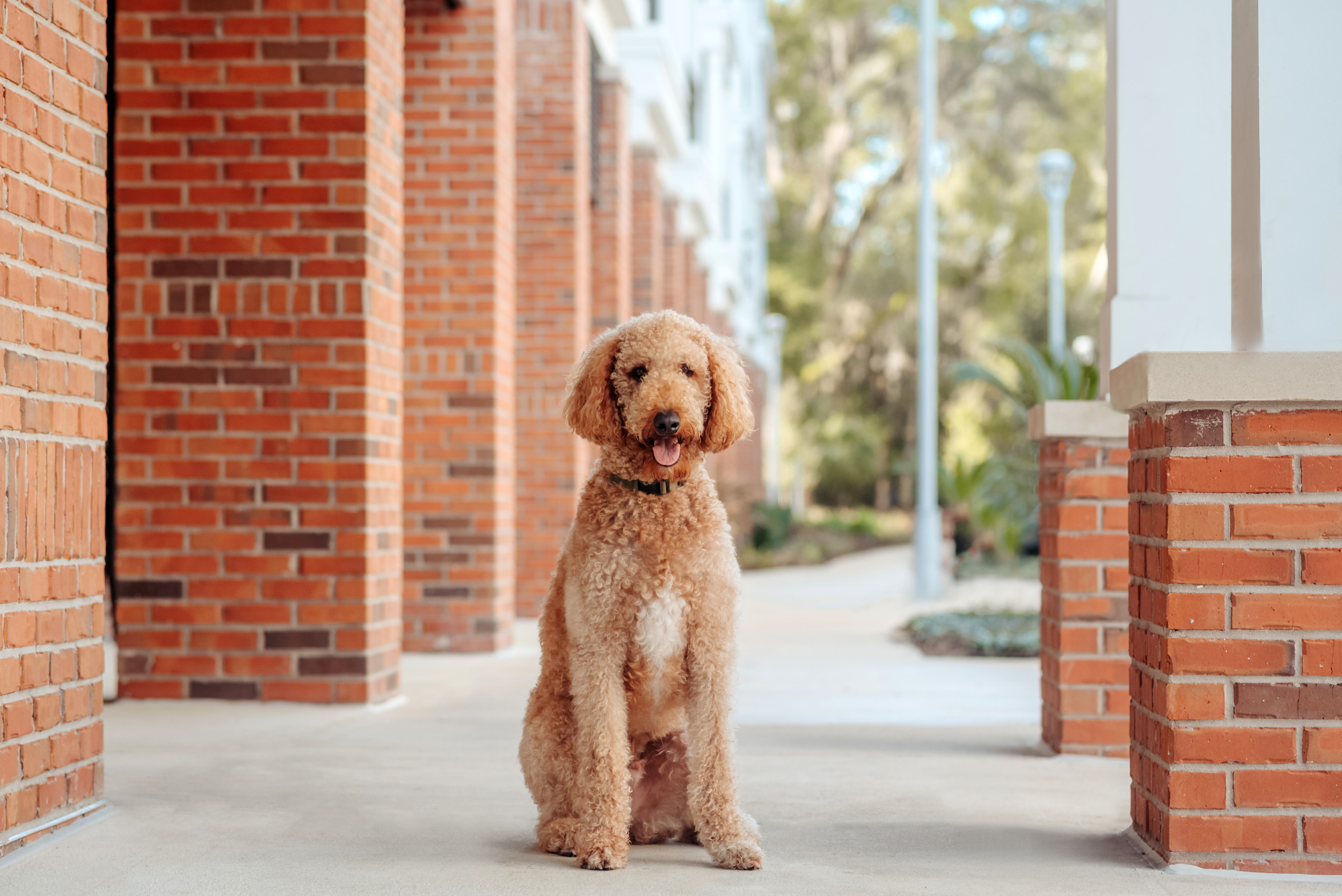 Watch Goldendoodle Walk Herself To Neighbor's House To Play With Their 