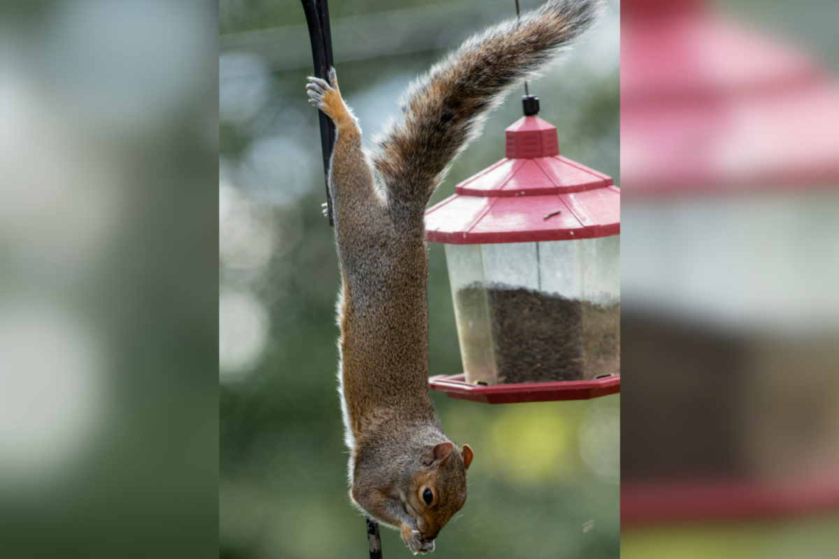 Squirrel on feeder