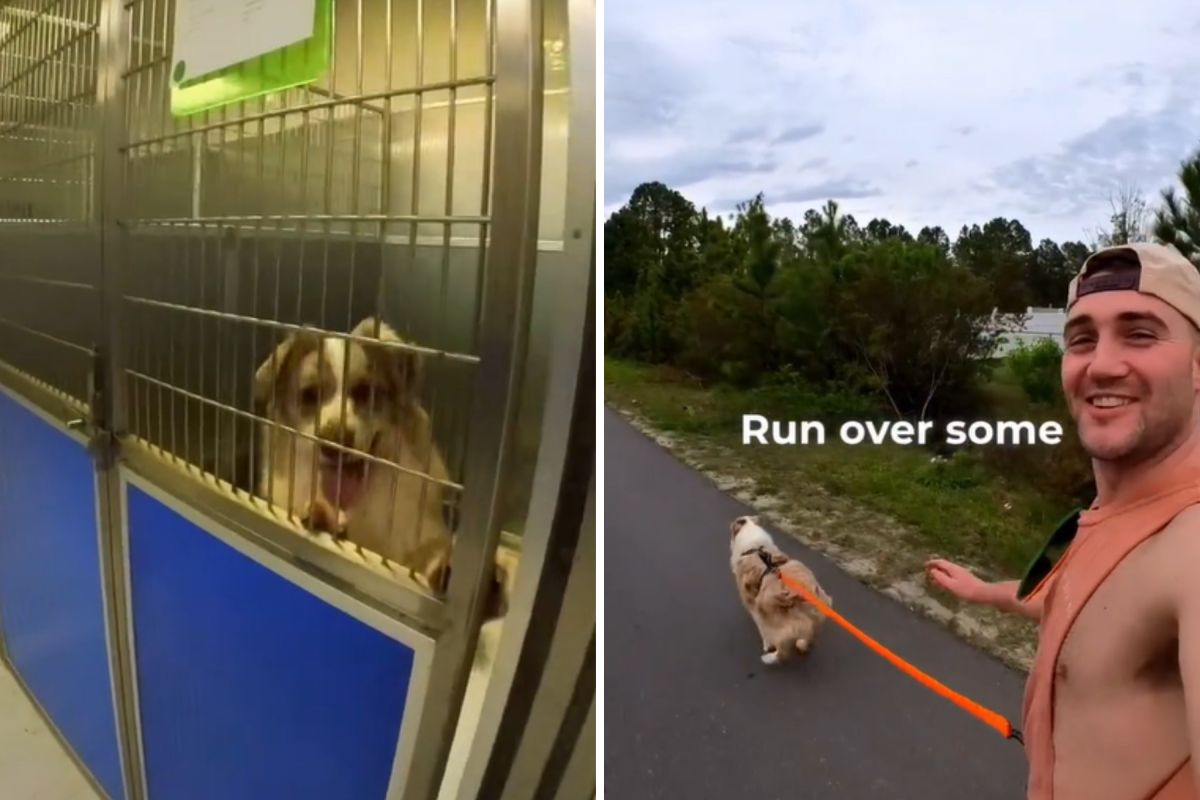volunteer takes shelter dogs for a run